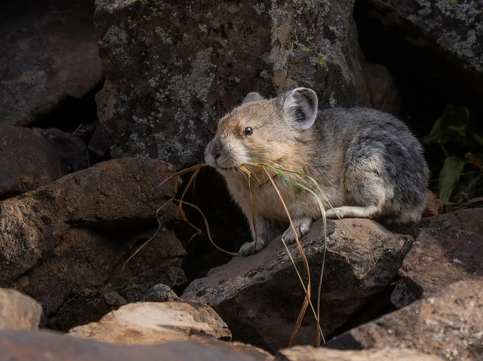 CanadianRockies_Pika.jpg