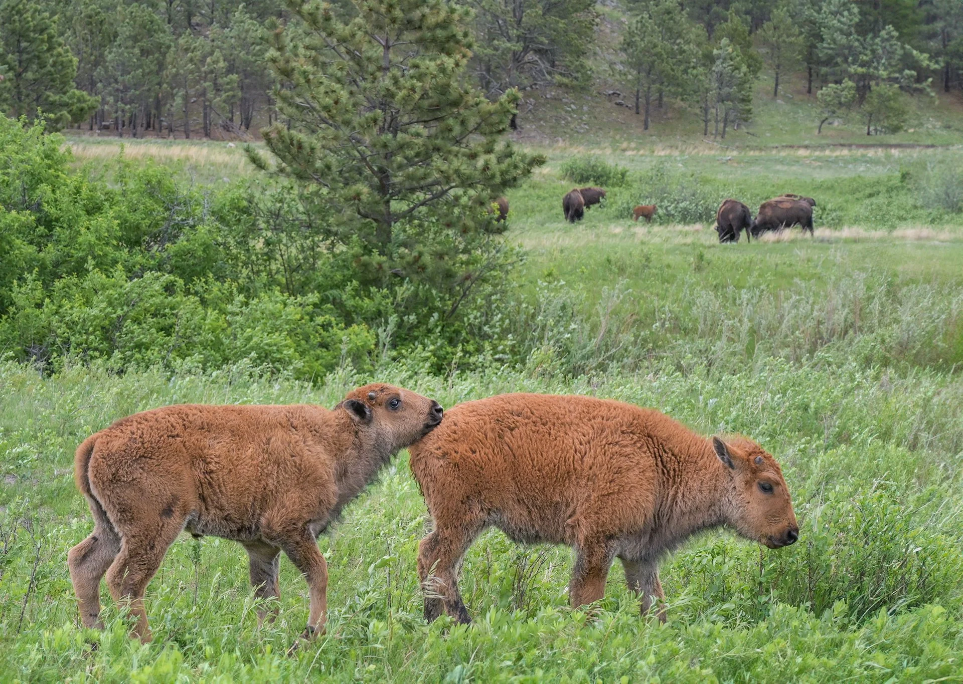South_Dakota_Custer_Bison_Calves.jpg