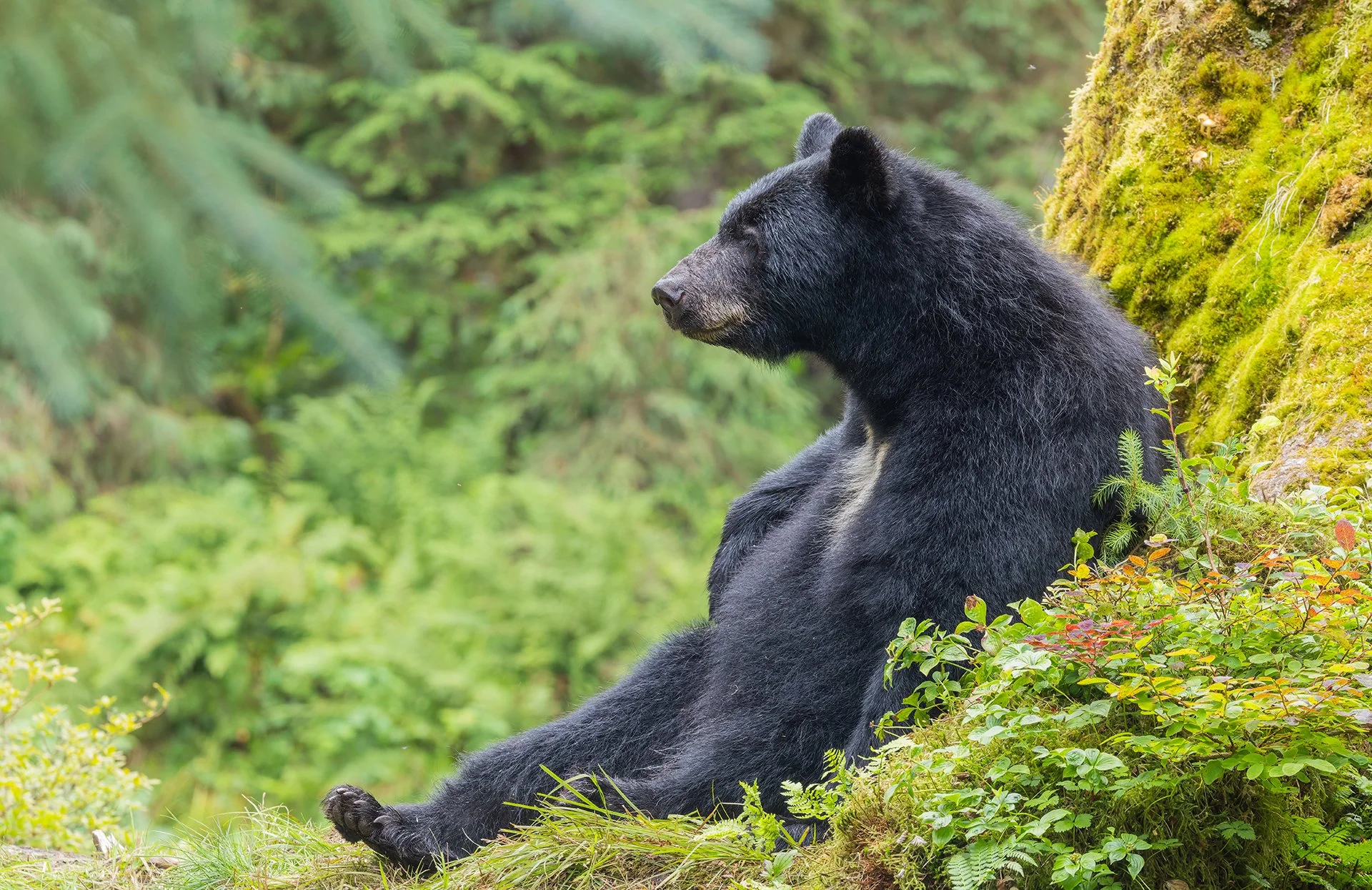 20260804-Black_Bear_Alaska_Photo_Tour_Workshop-2427sm.jpg