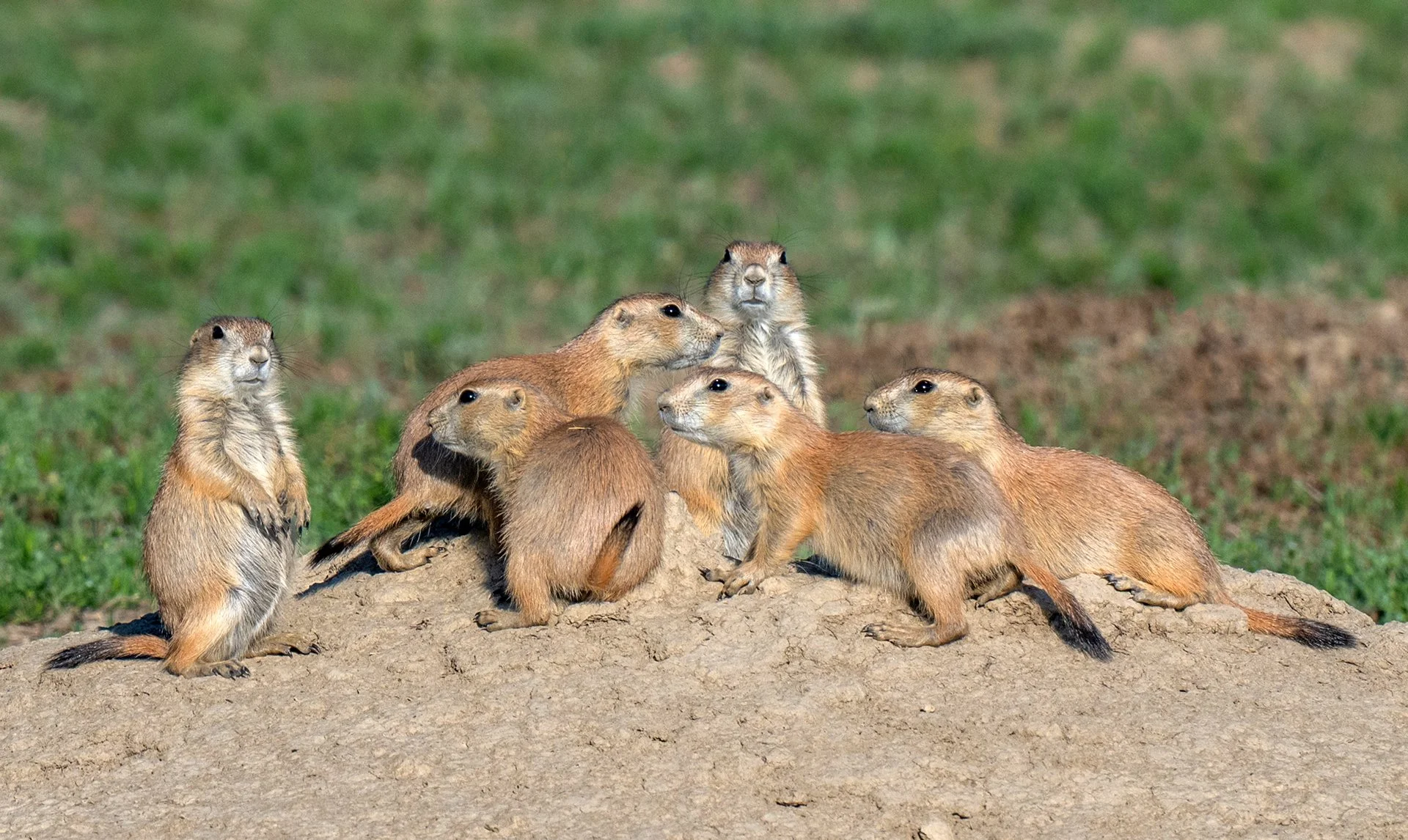 South_Dakota_Custer_Prarie_Dogs_Photo_Workshop.jpg