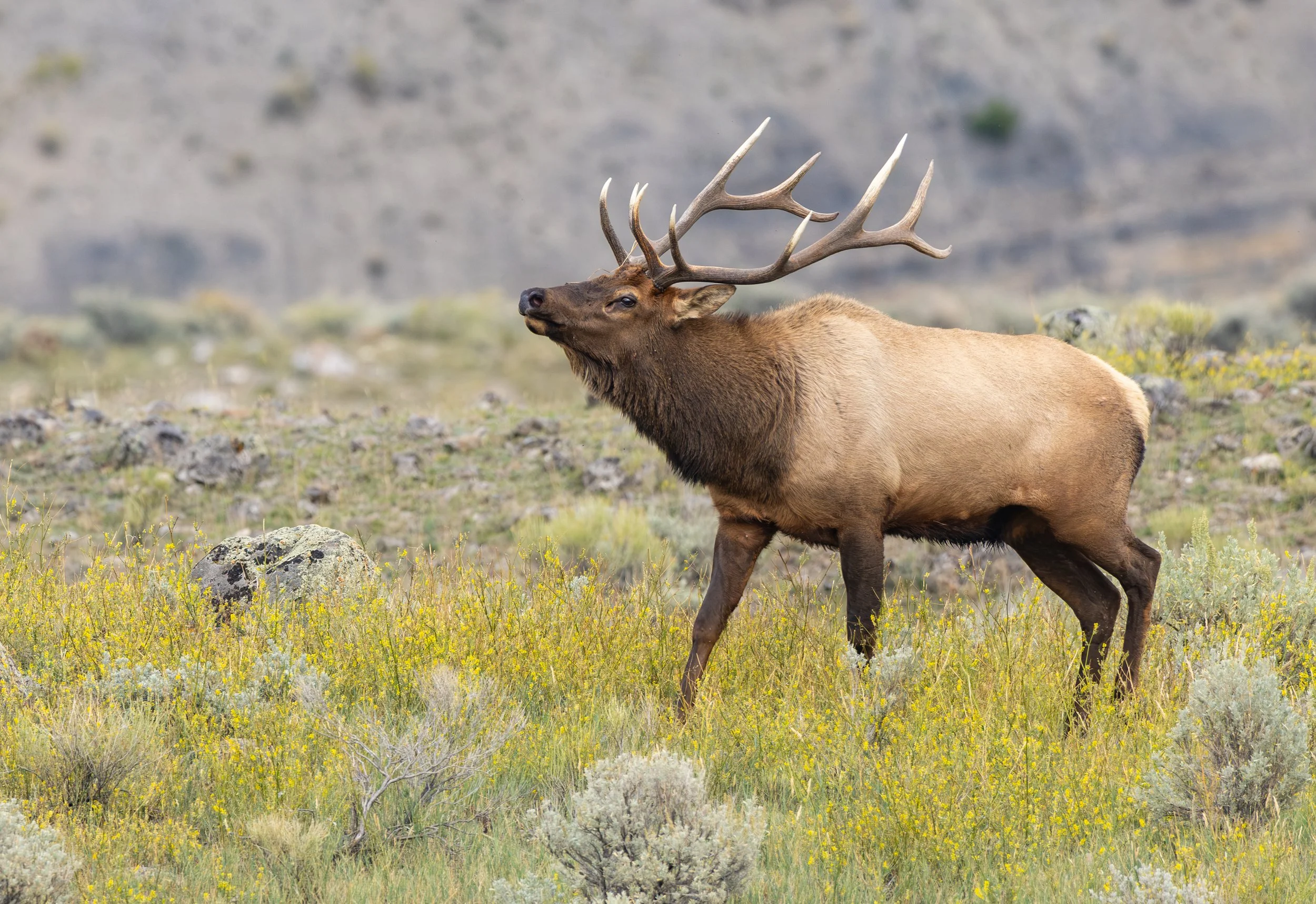 Elk_Photo_Tour_Workshop-9358.jpg