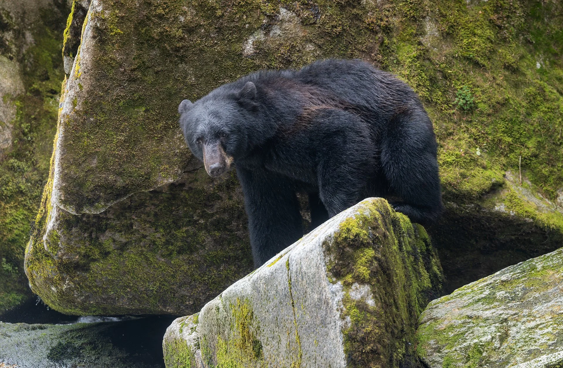 20260803-Black_Bear_Alaska_Photo_Tour_Workshop-1264sm.jpg