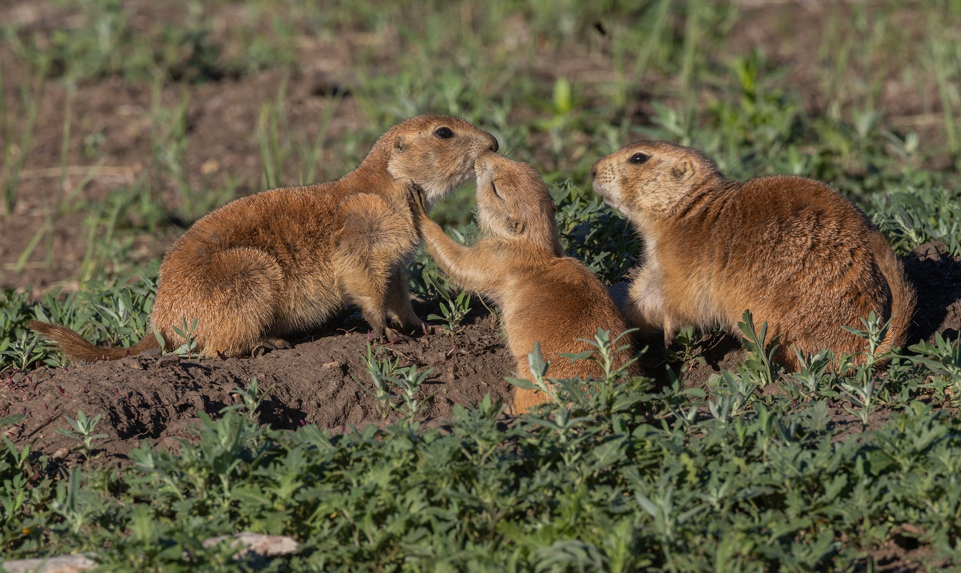 Prairie_Dogs_South_Dakota_Photo_Tour_Workshop-1616sm.jpg