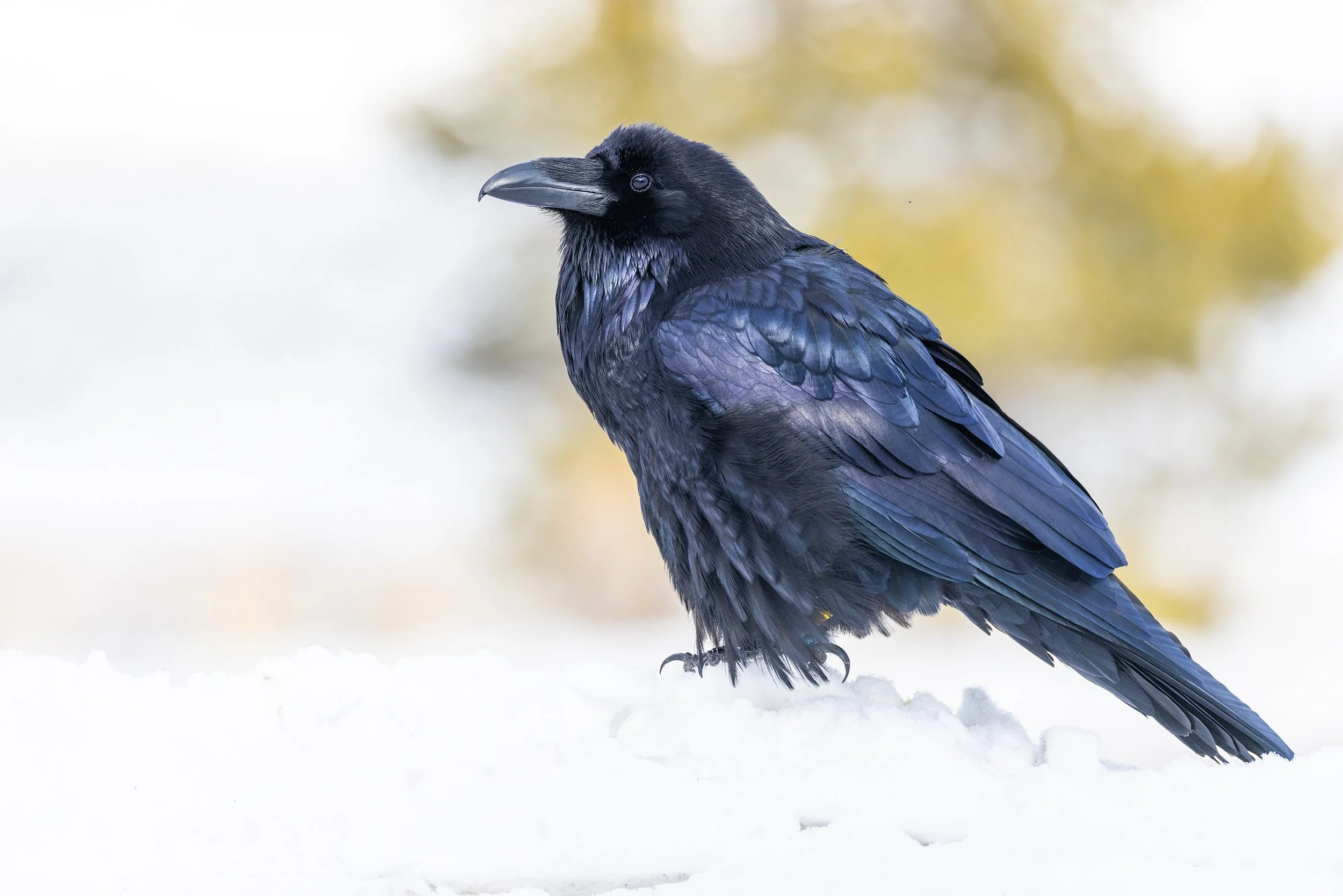 Raven_Yellowstone_Winter_Photo_Tour_Workshop-9961.jpg