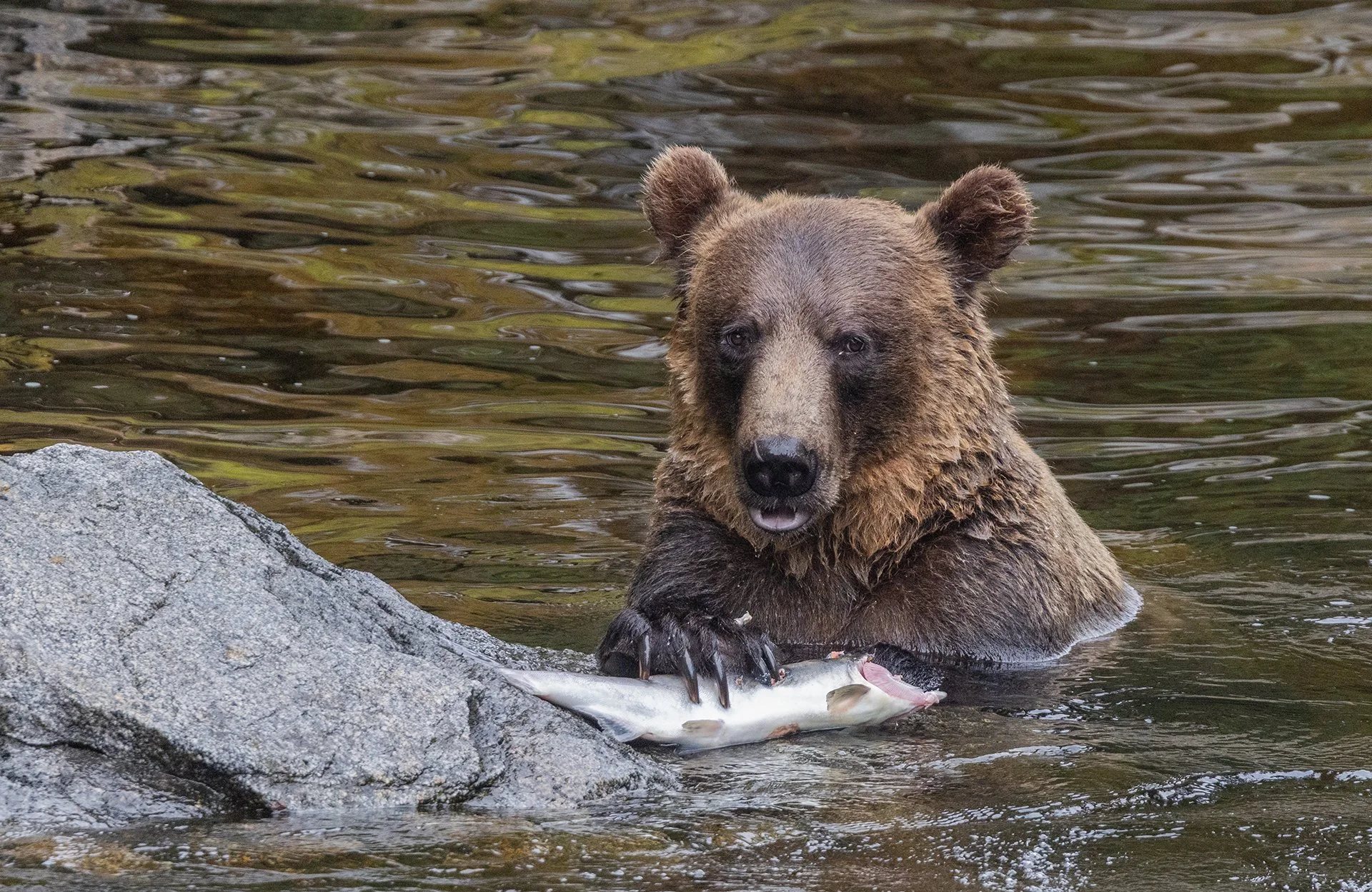 Grizzly_Bear_Alaska_Photo_Tour_Workshop-3773sm.jpg