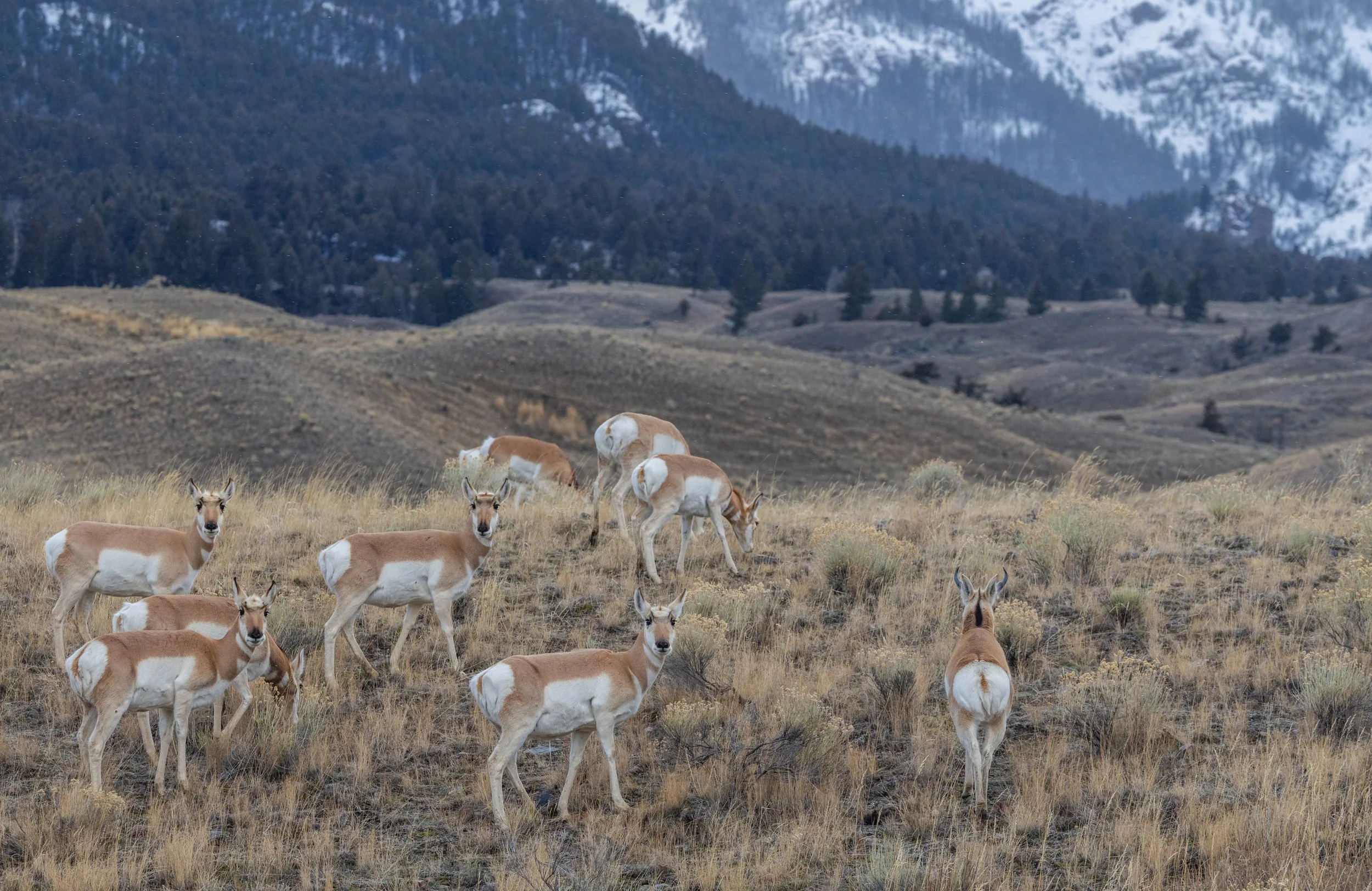 Pronghorn_Yellowstone_Winter_Photo_Tour_Workshop-8115.jpg