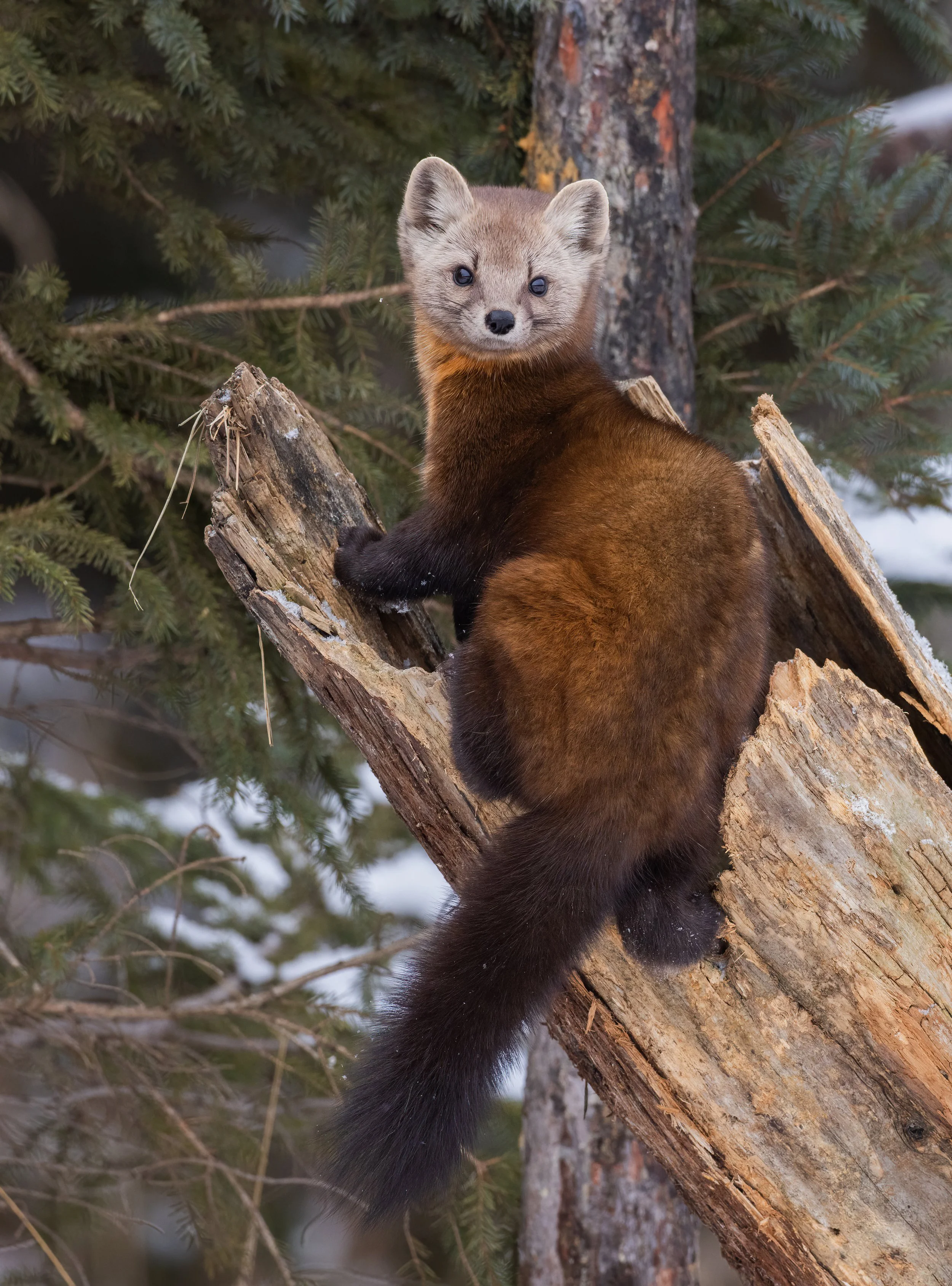 Marten Animal Alaska Marten Animal Alaska