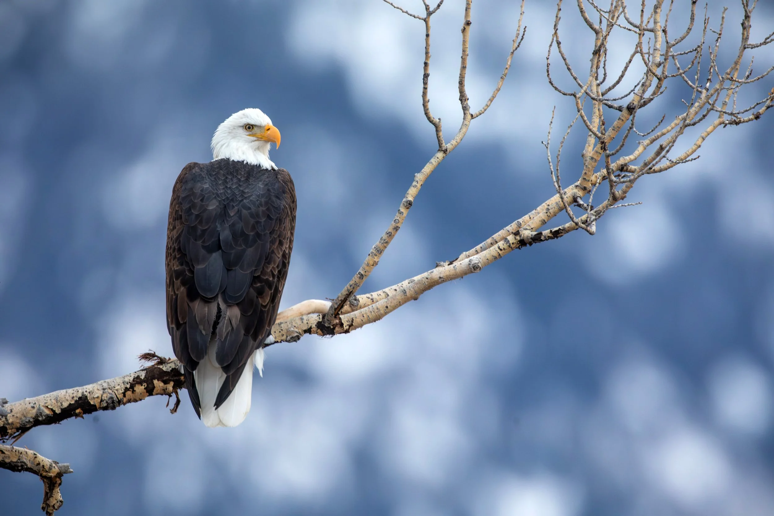Bald_Eagle_Yellowstone_Winter_Photo_Tour_Workshop-9783.jpg
