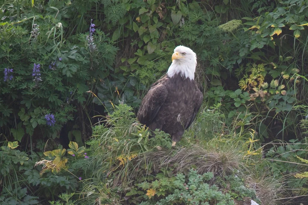 Alaska_Bald_Eagles_Photo_Tour_Workshop-6534.jpg