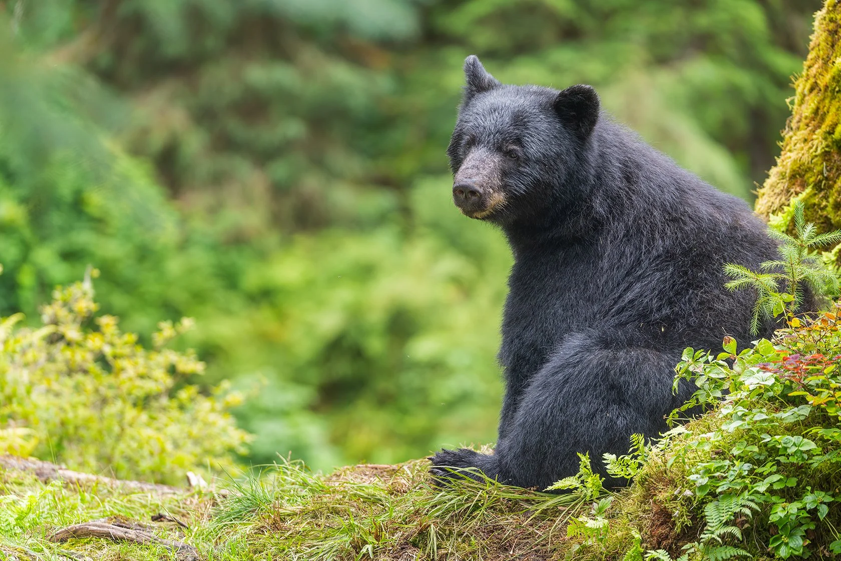 20260804-Black_Bear_Alaska_Photo_Tour_Workshop-2478sm.jpg