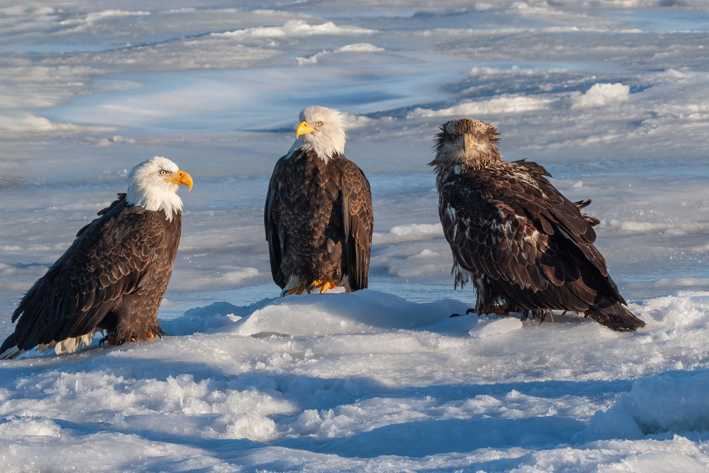 Bald_Eagle_Alaska_Photo_Tour_Workshop--4.jpg