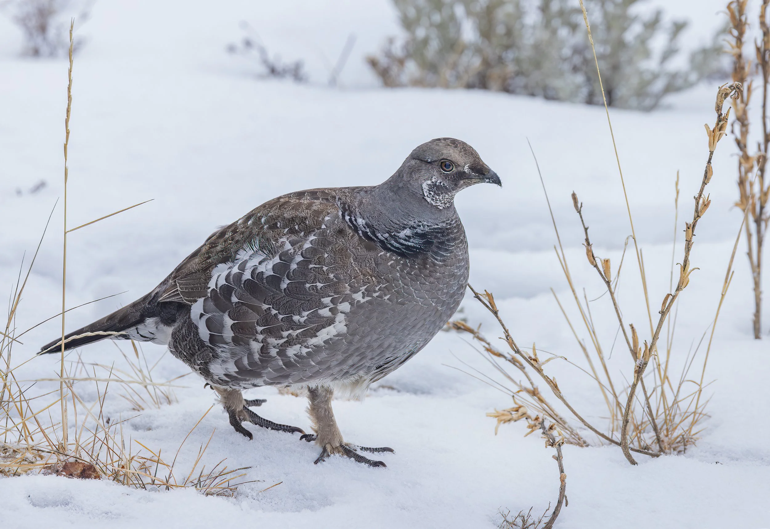Dusky_Grouse_Yellowstone_Winter_Photo_Tour_Workshop-9567.jpg