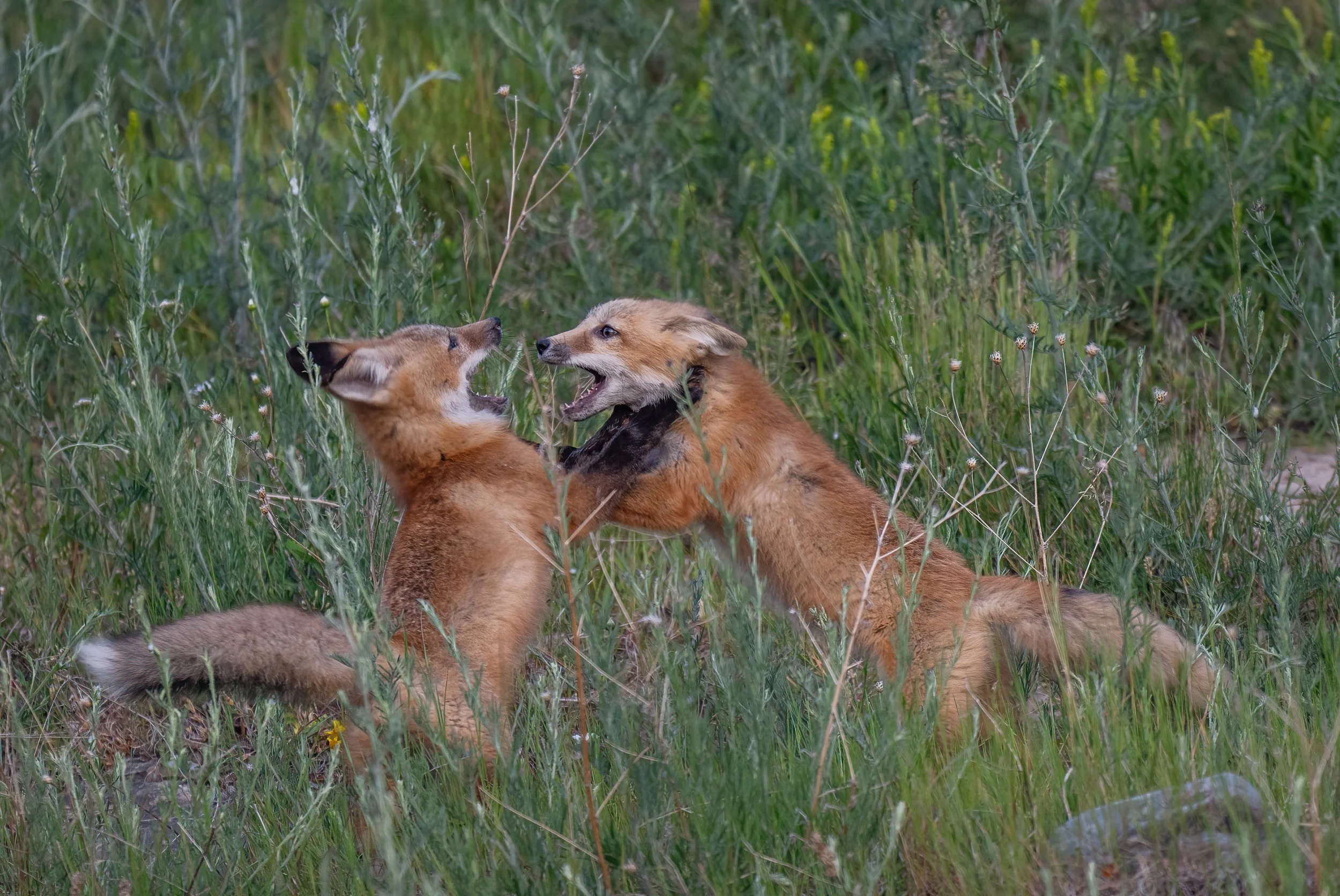 Slonina_Photography_Fox_Kits_Canadian_Rockies.jpg