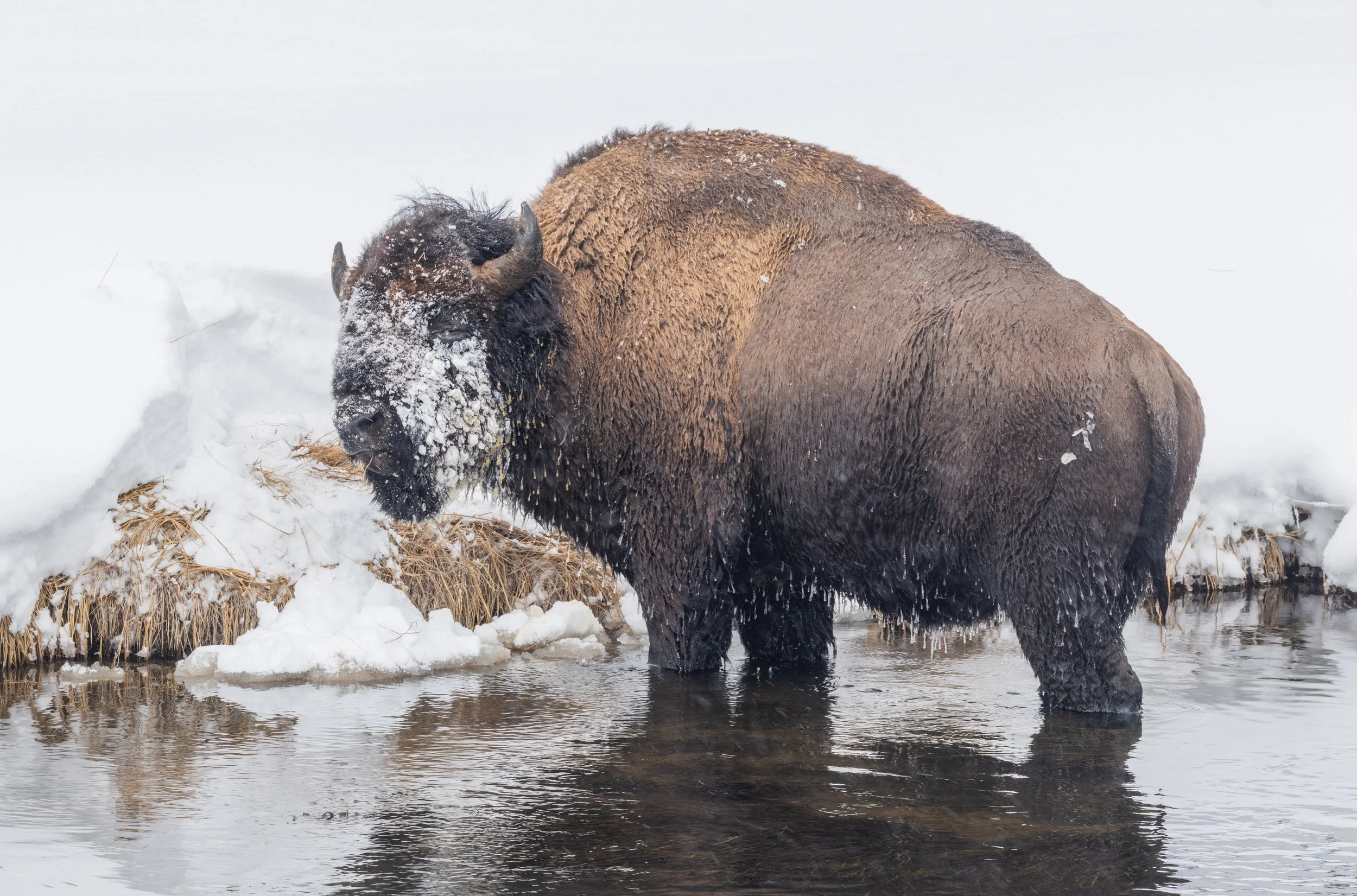 Bison_Yellowstone_Winter_Photo_Tour_Workshop-5363.jpg
