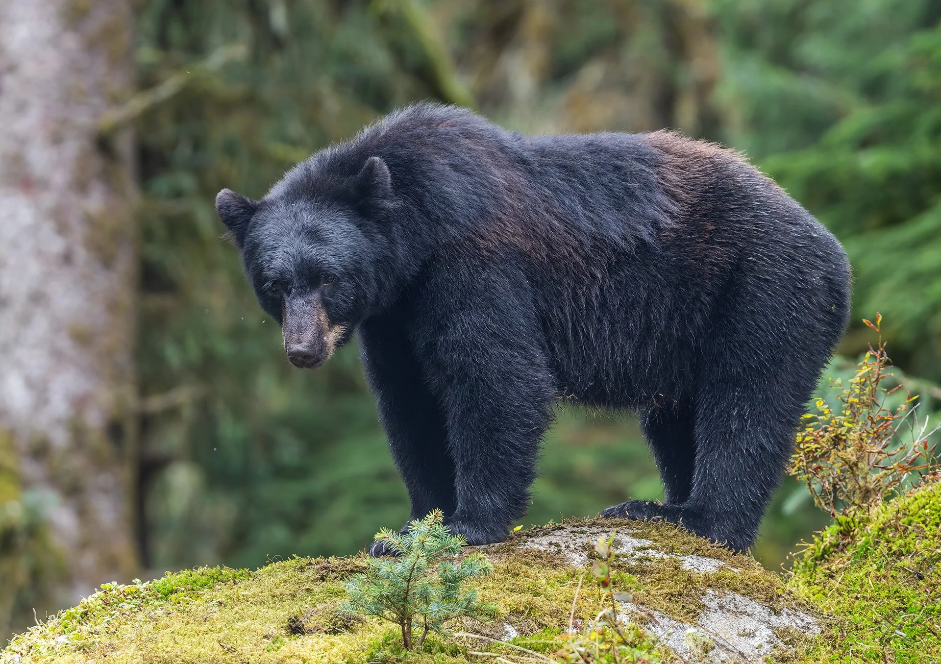 20260804-Black_Bear_Alaska_Photo_Tour_Workshop-3448sm.jpg