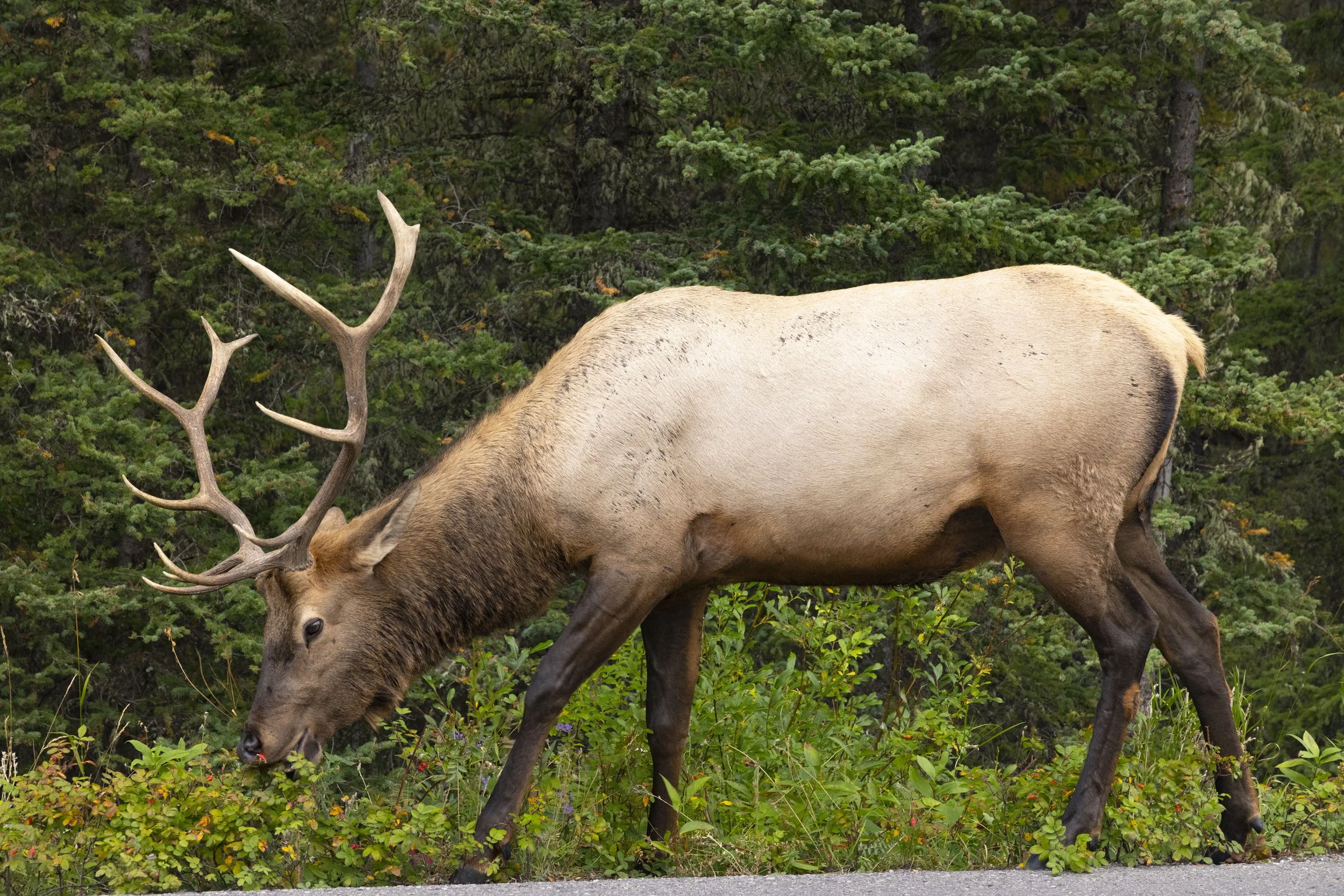 Elk_Canadian_Rockies_Photo_Tour_Workshop-7304.JPG