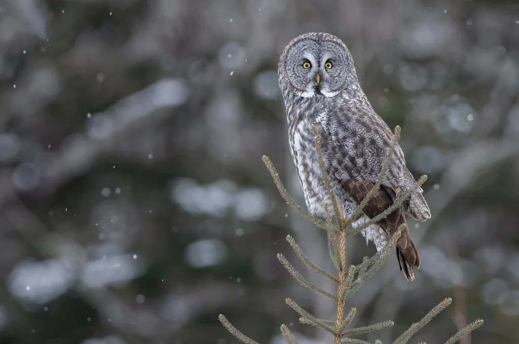 Great_Gray_Owl.jpg