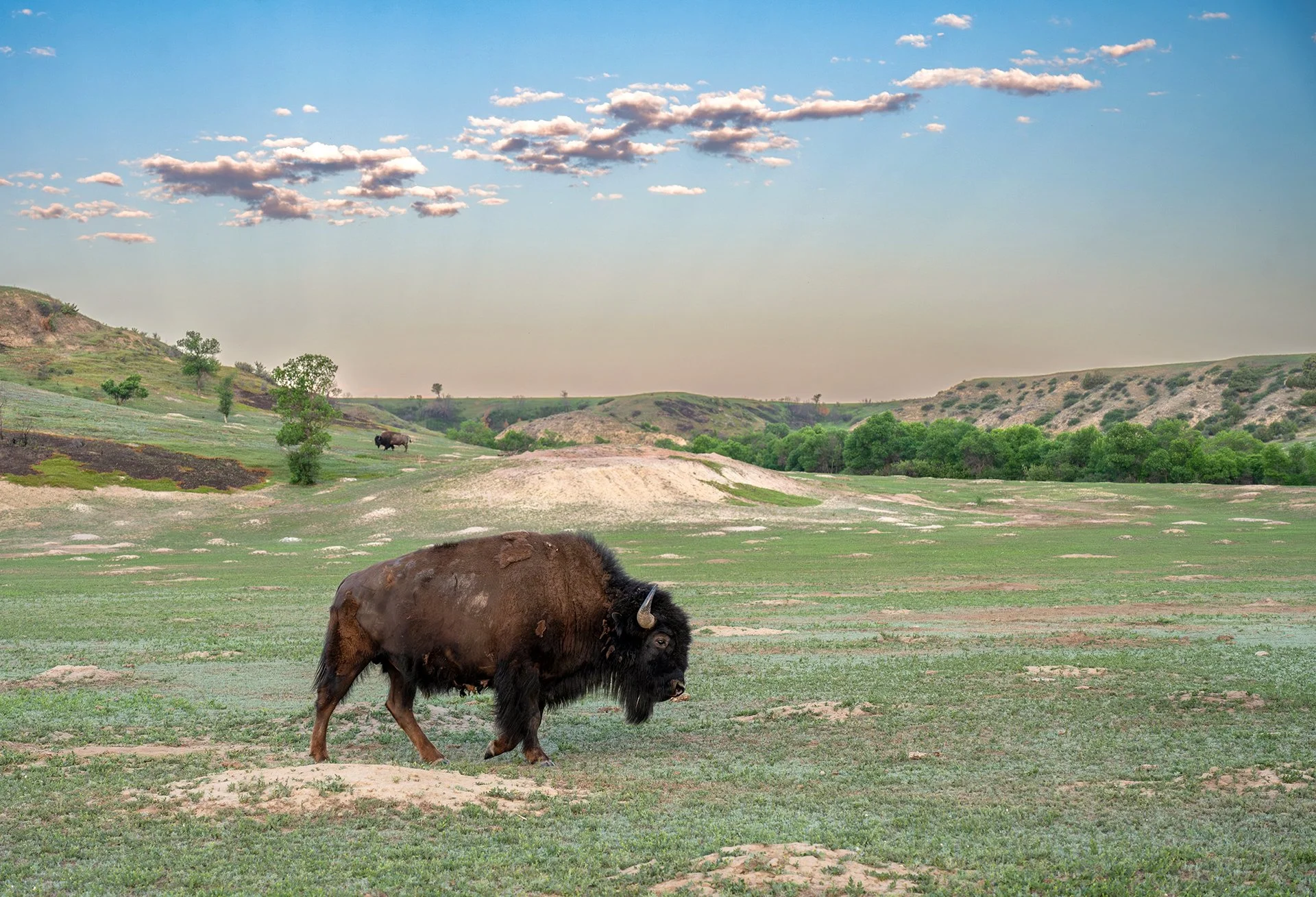 South_Dakota_Custer_Bison_Fields_Photo_Workshop.jpg