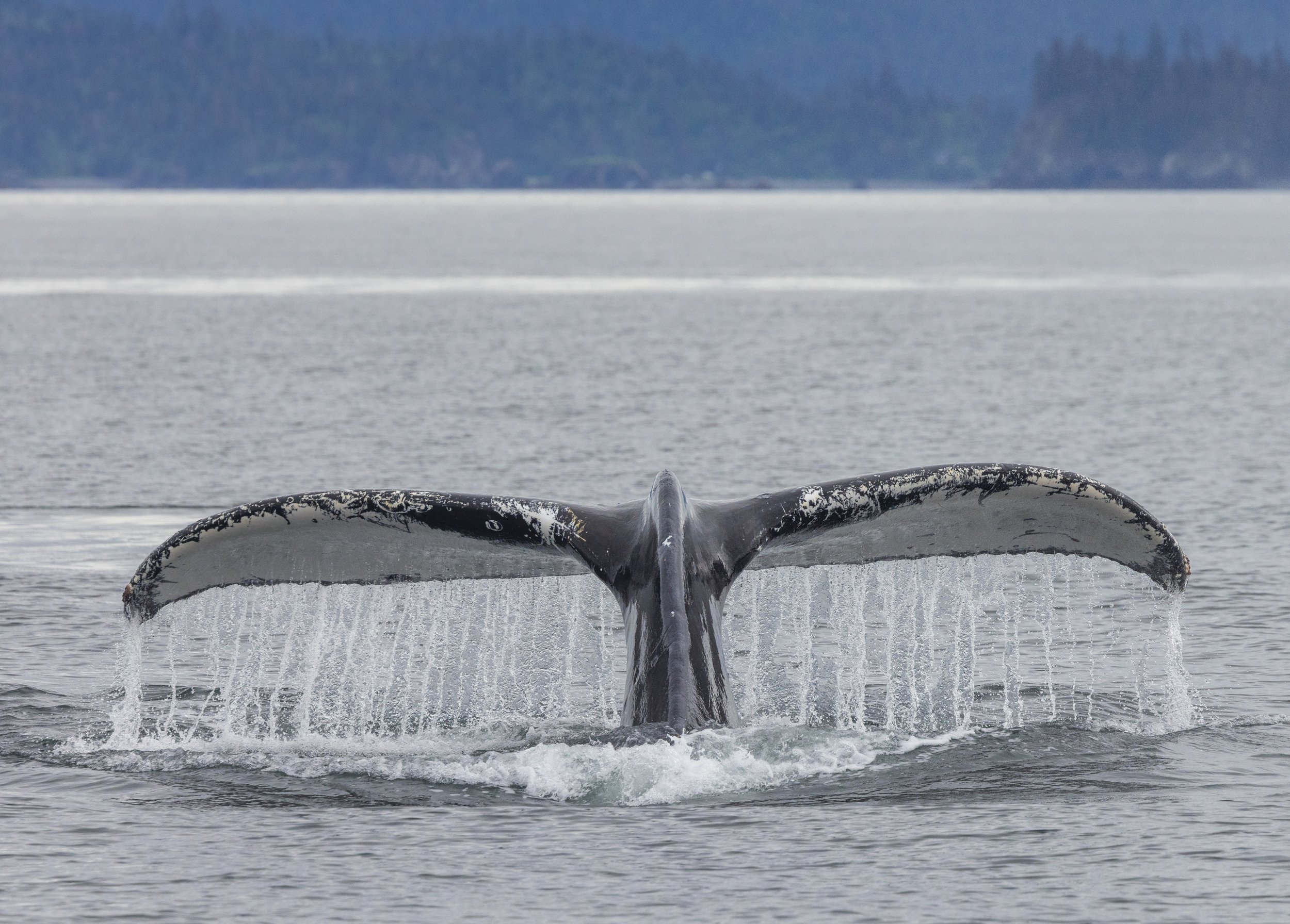 Alaska_humpback_Whale_Photo_Tour_Workshop-6168.jpg