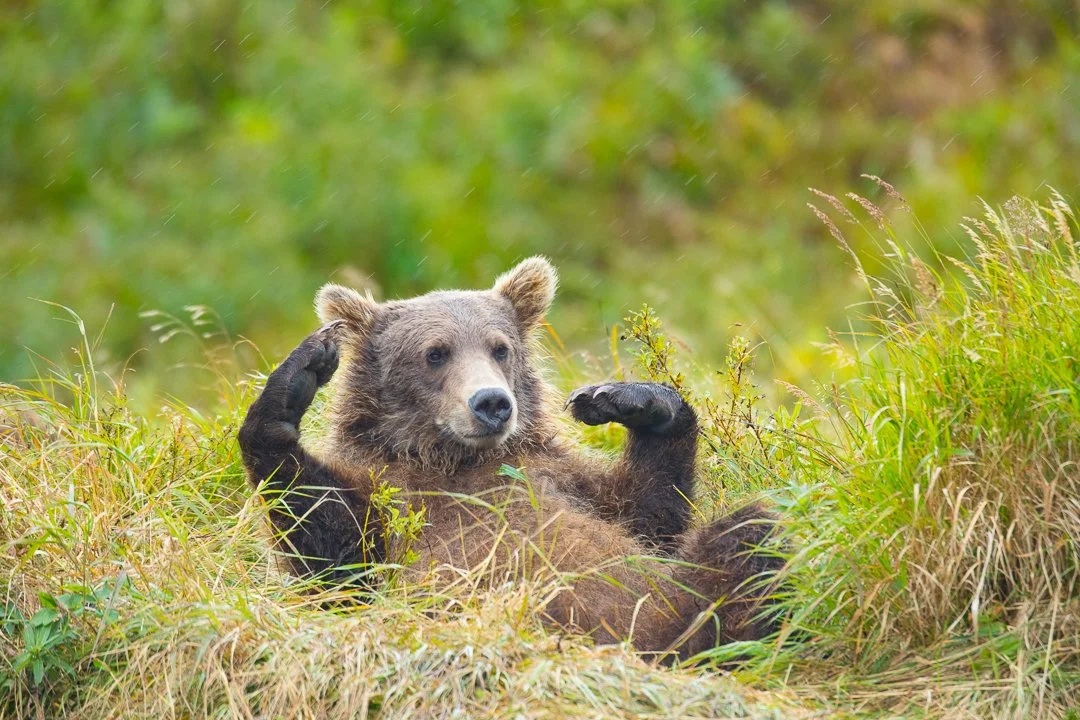 Grizzly-Brown-Bear_Alaska_Photo_Tour_Workshop-0933.JPG