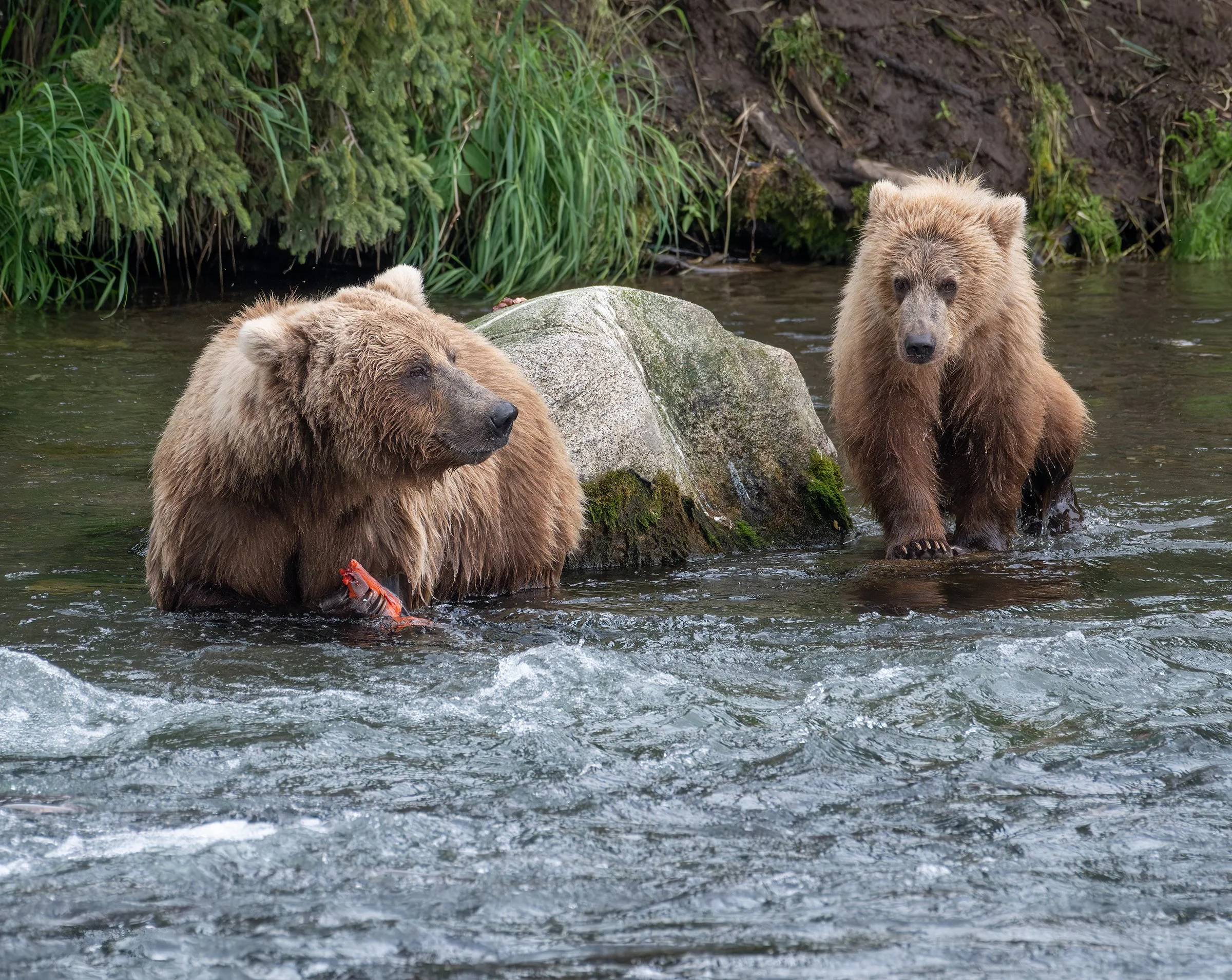 Alaska_Bears_Photo_Tour_Grizzly_24.jpg
