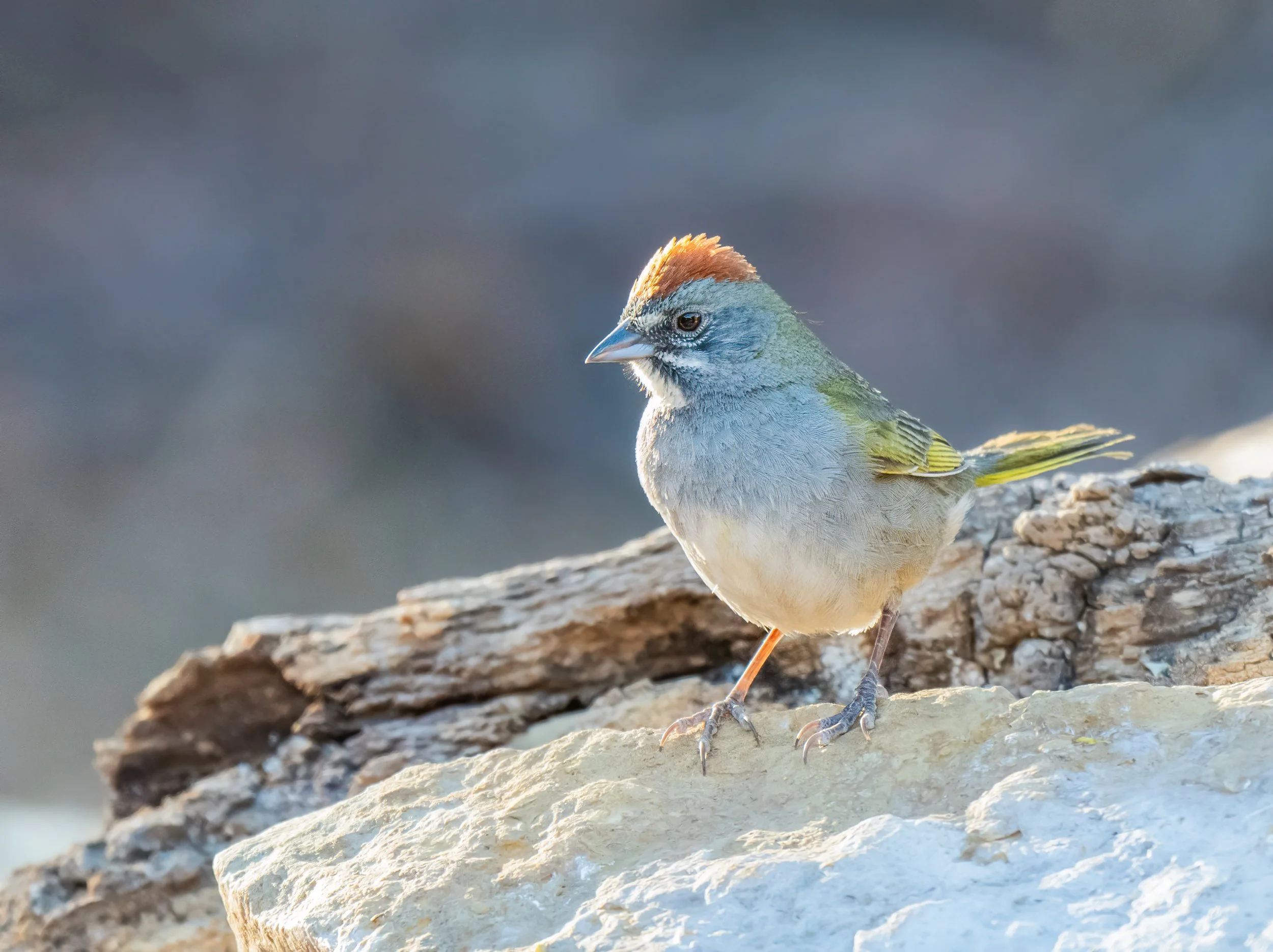 Arizona_Birds_Workshop_GreentailedTowhee.jpg