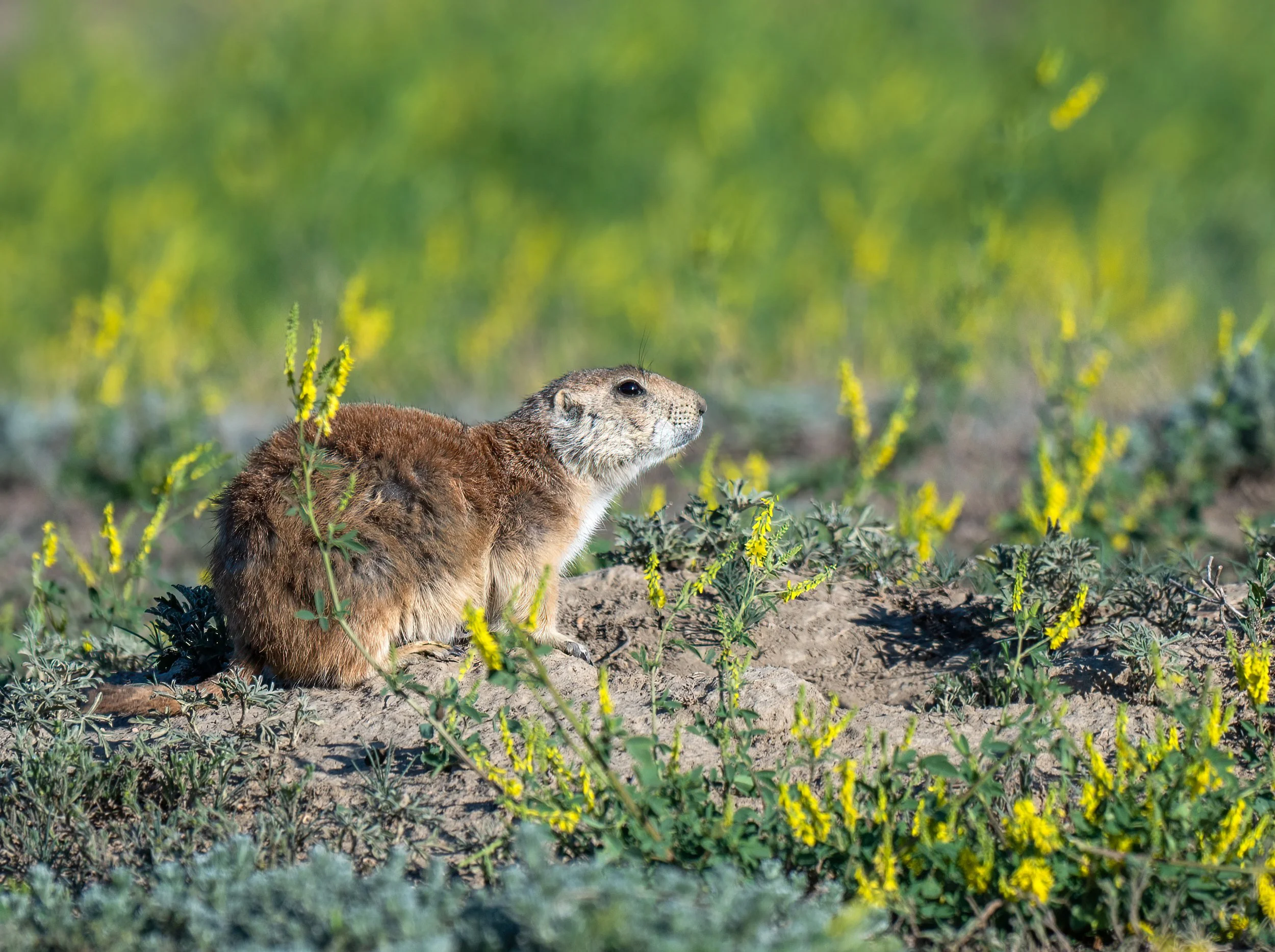 South_Dakota_Custer_Prairie_Dog_Photo-Workshop.jpg