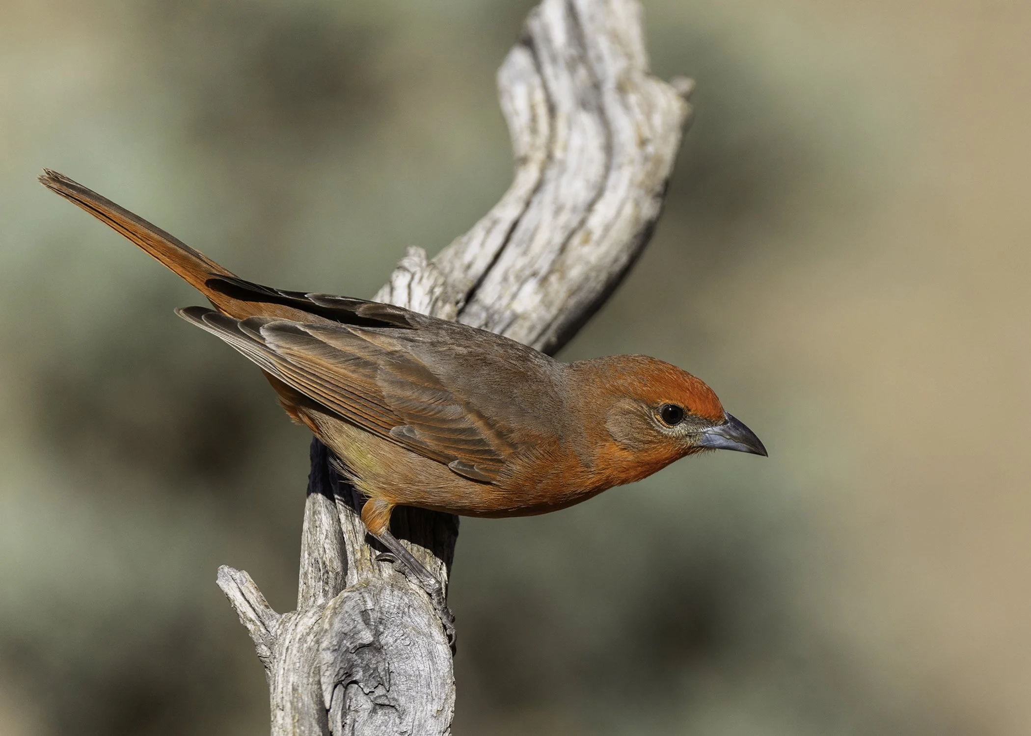 Arizona_Photo_Tour_Workshop_Hepatic_Tanager.jpg