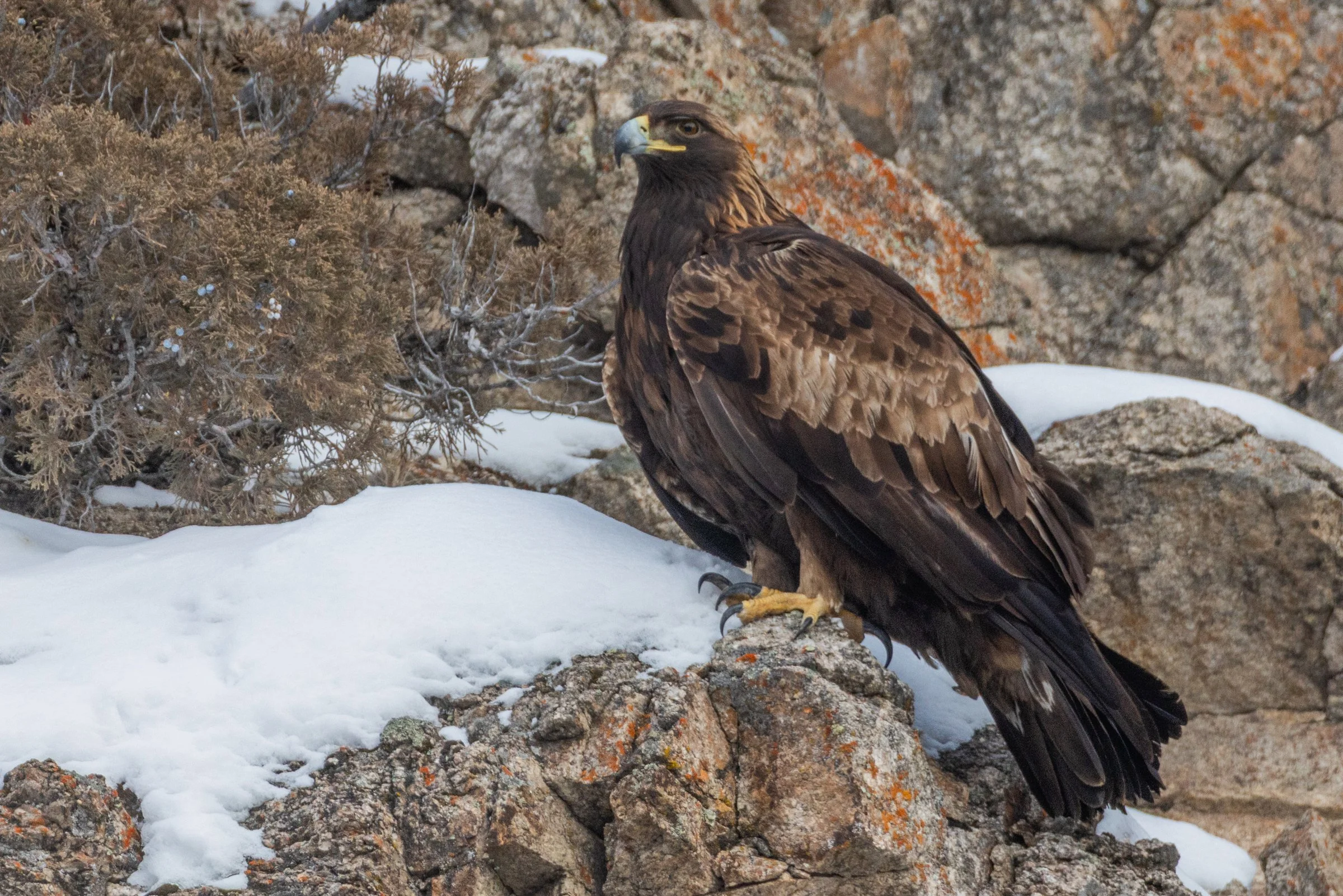Golden_Eagle_Yellowstone_Winter_Photo_Tour__06.jpg