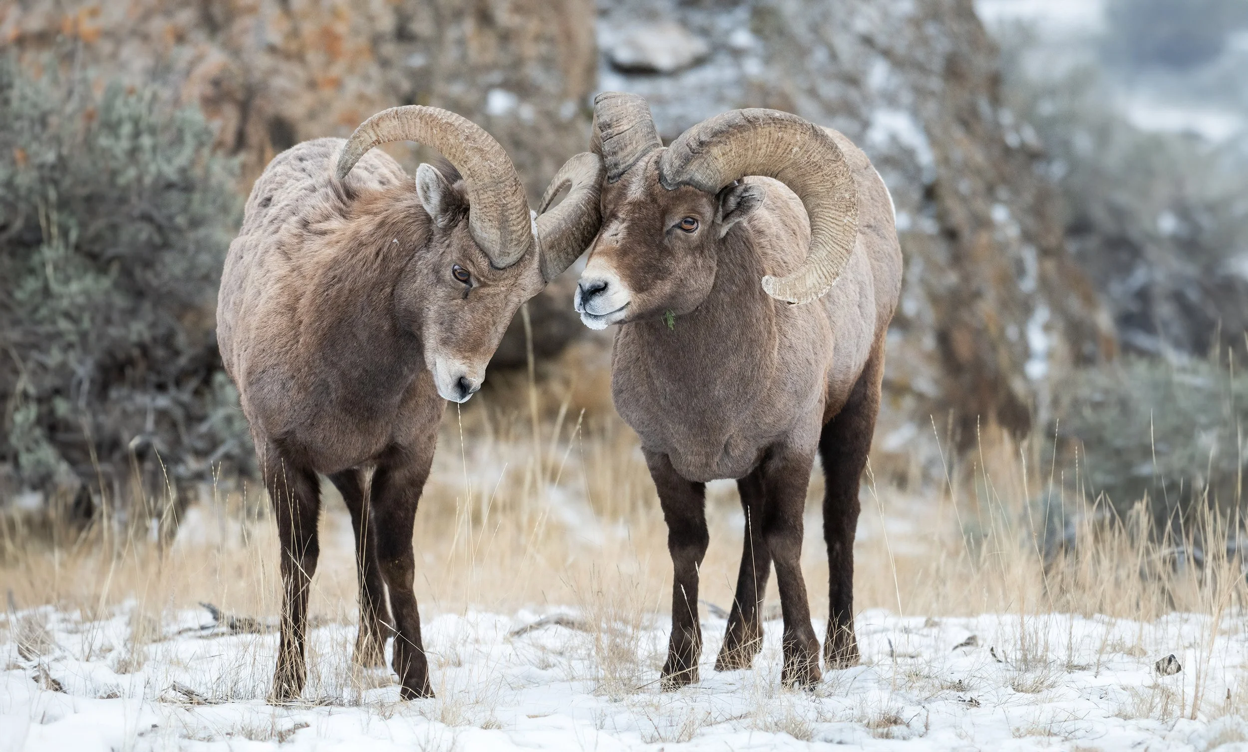 BigHorn_Yellowstone_Winter.jpg