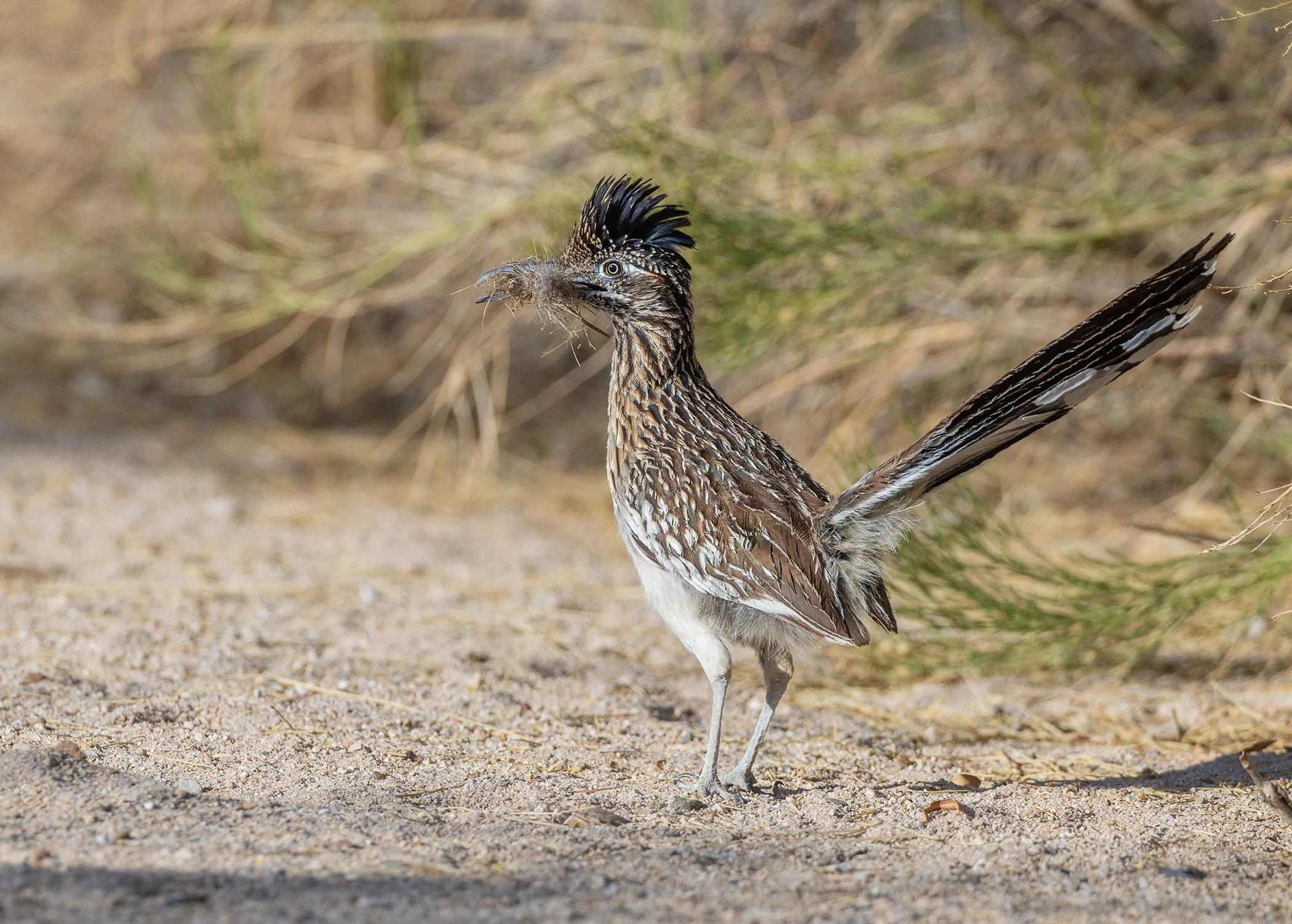 Roadrunner_Arizona_Bird_Photo_Tour_Workshop-7819.jpg
