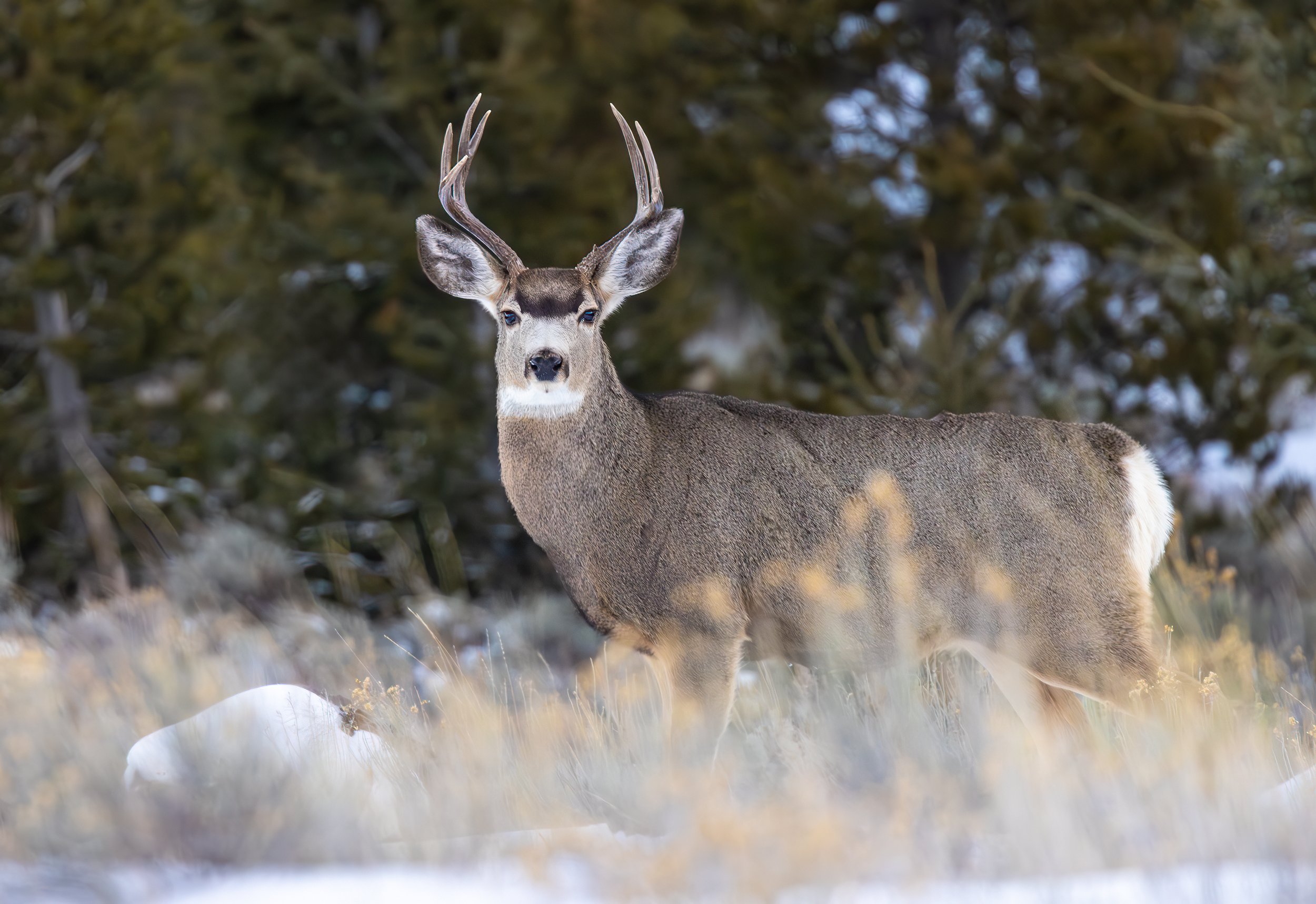 Deer_Yellowstone_Winter_Tour_Workshop-8338.jpg