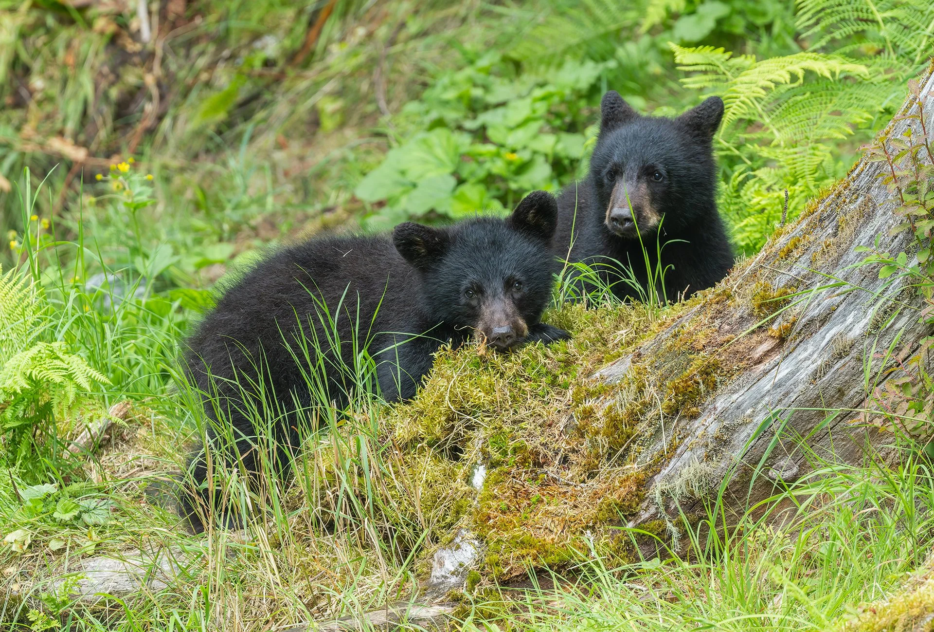 20260804-Cubs_Black_Bear_Alaska_Photo_Tour_Workshop-2583sm.jpg