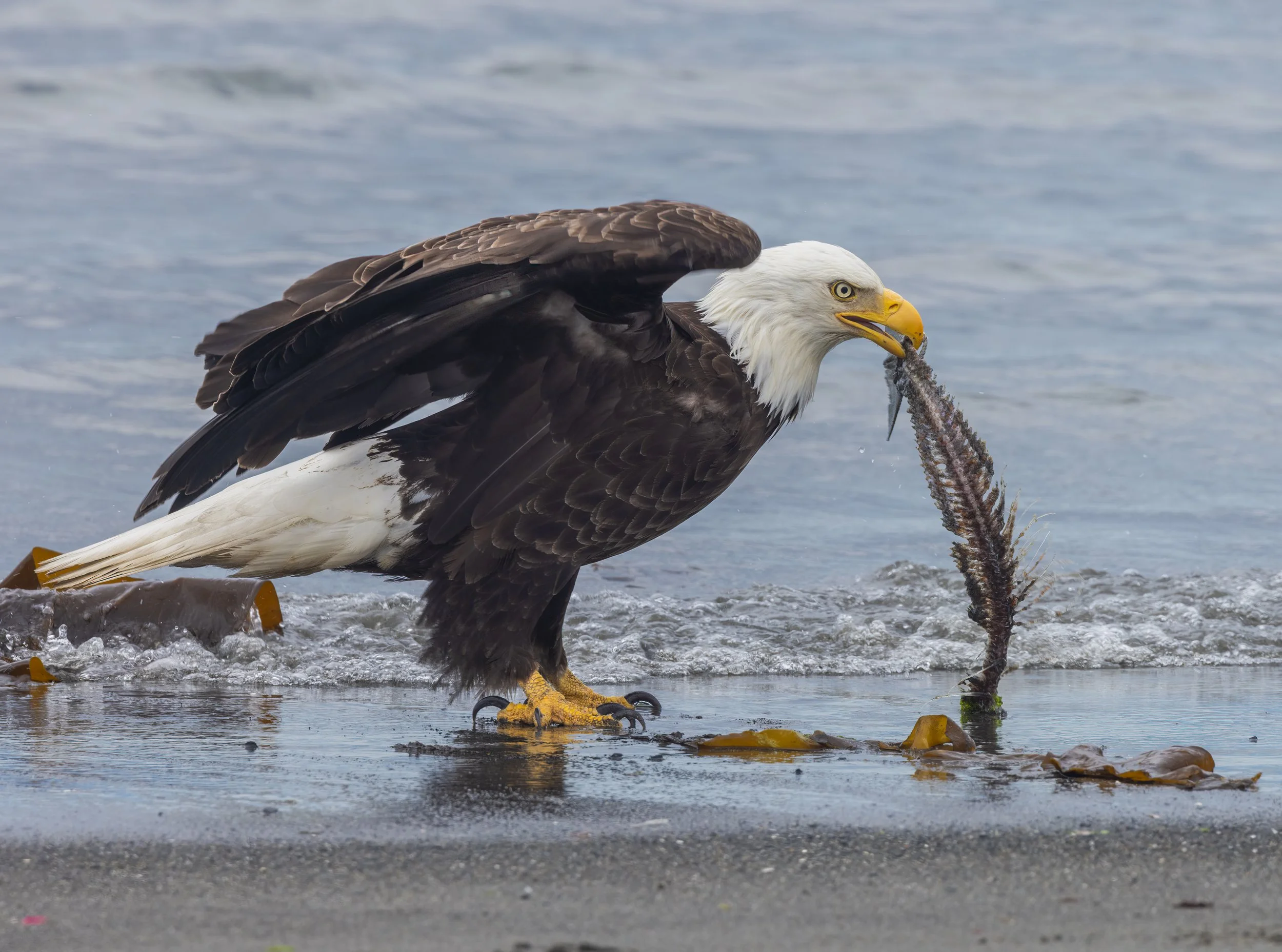 Bald_Eagle_Alaska_Photo_Tour_Workshop-3251.jpg