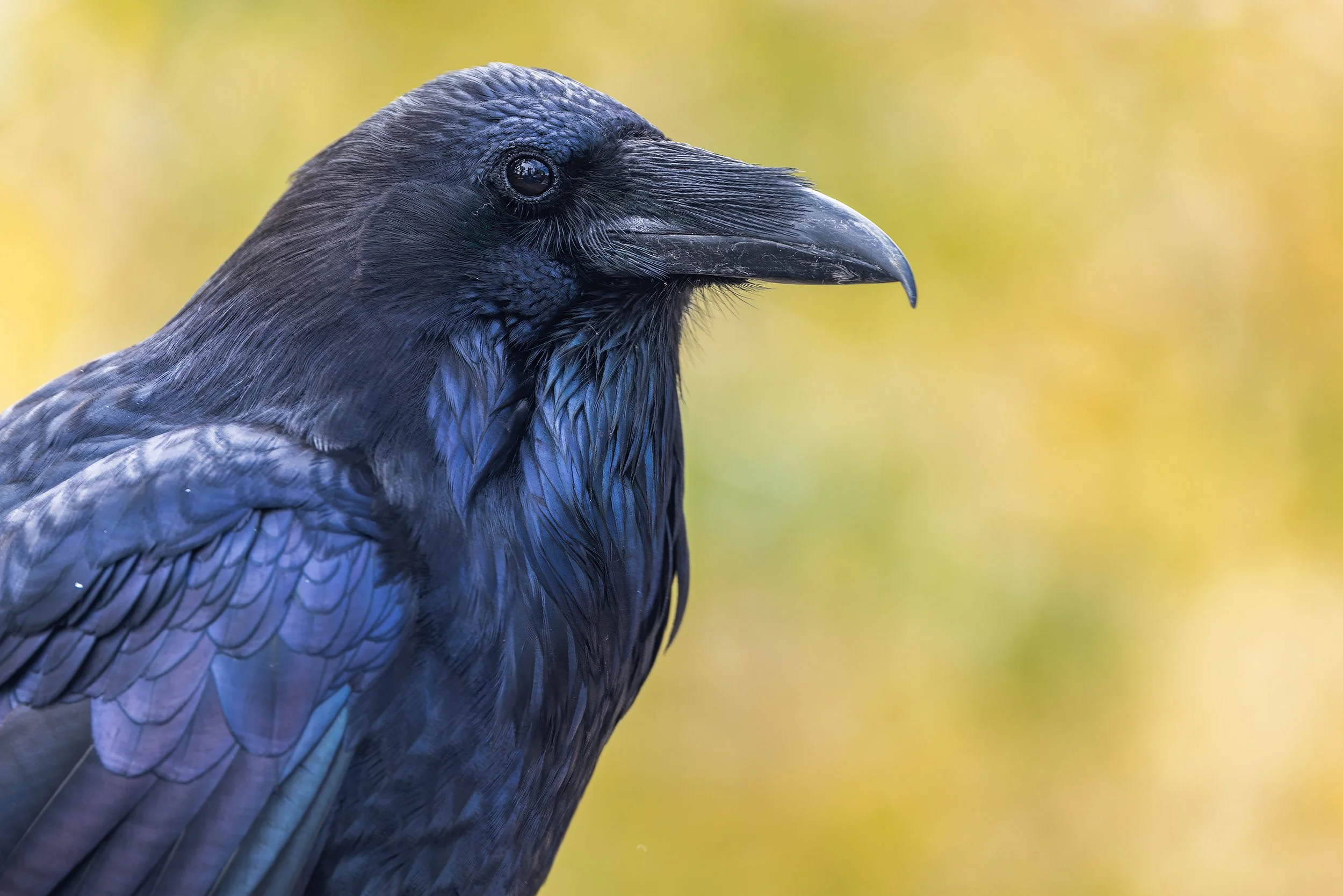 20230913-Raven_Photo_Tour_Workshop-6142.jpg