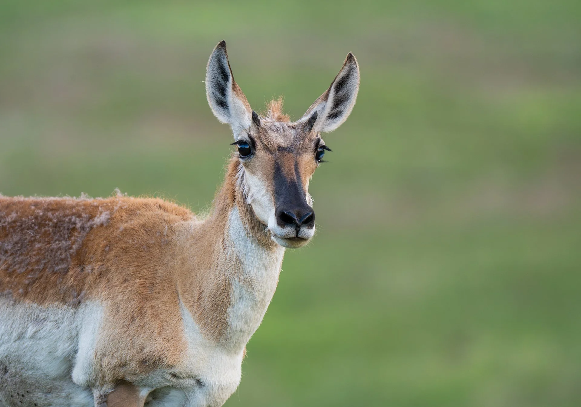 South_Dakota_Pronghorn.jpg