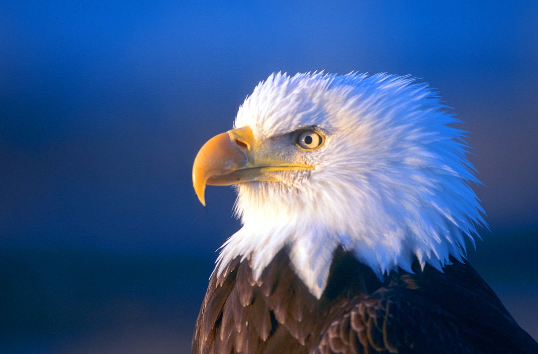 Alaska_Bald_Eagle_Photo_Tour_Workshop--2.JPG