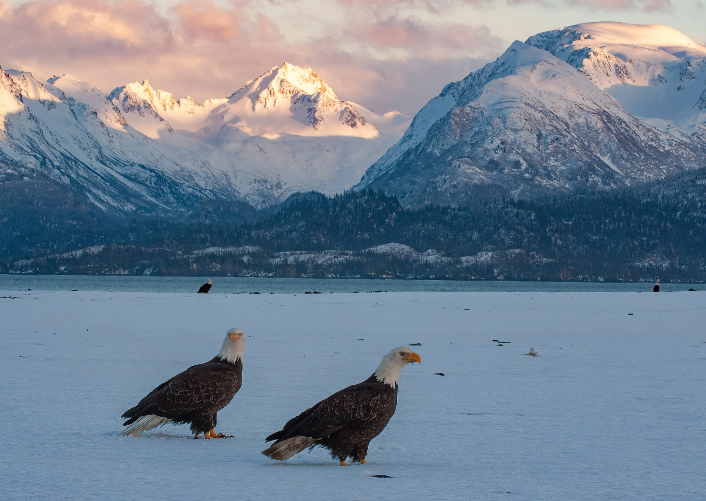 Bald_Eagle_Alaska_Photo_Tour_Workshop--15.jpg