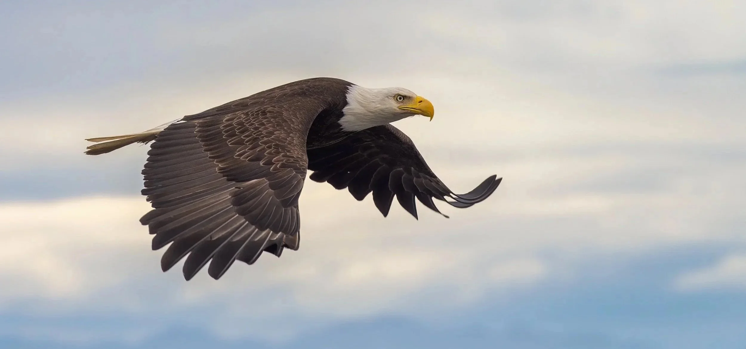Bald_Eagle_Alaska_Photo_Tour_Workshop-3605.jpg