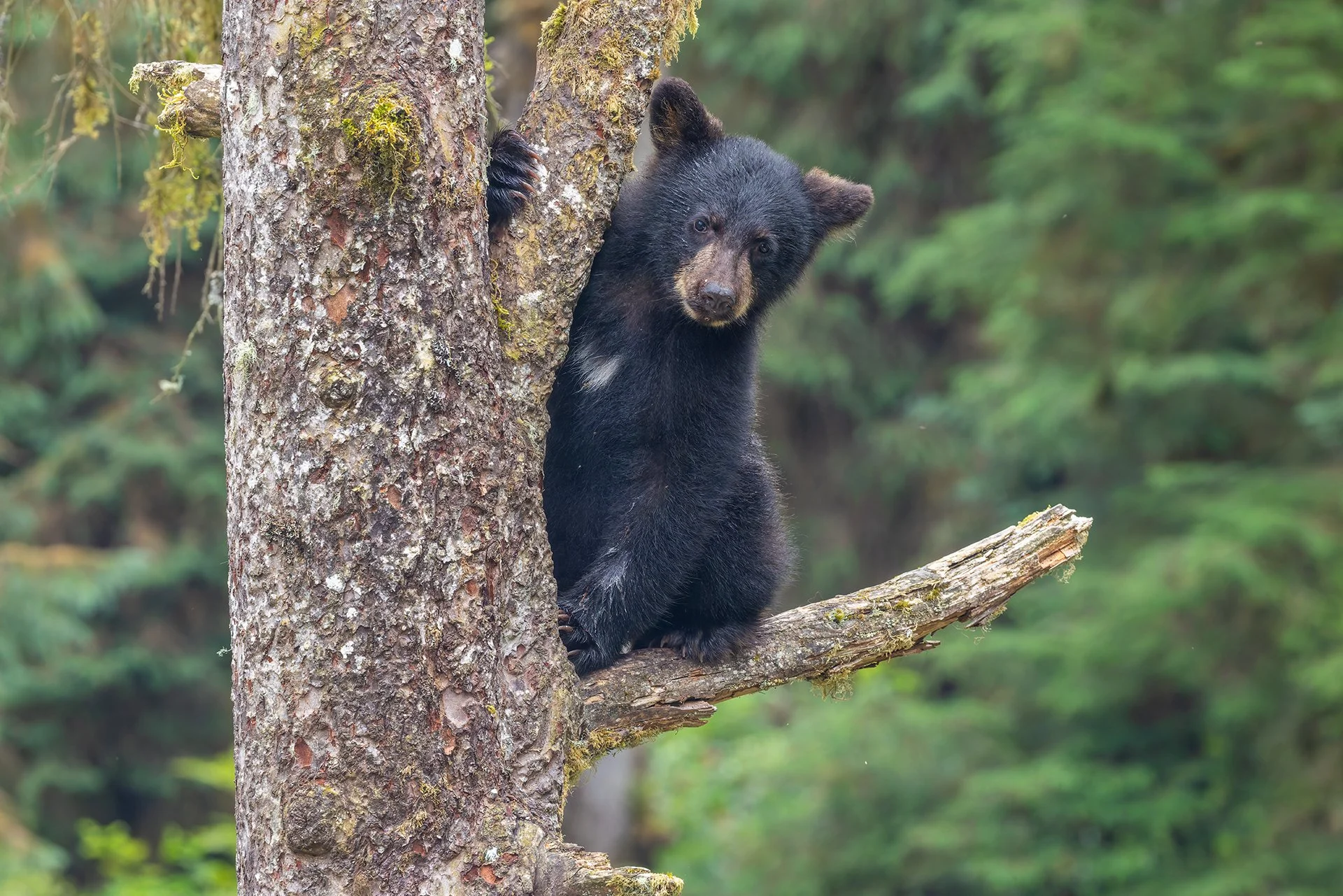 20260803-Cubs_Black_Bear_Alaska_Photo_Tour_Workshop-1806sm.jpg