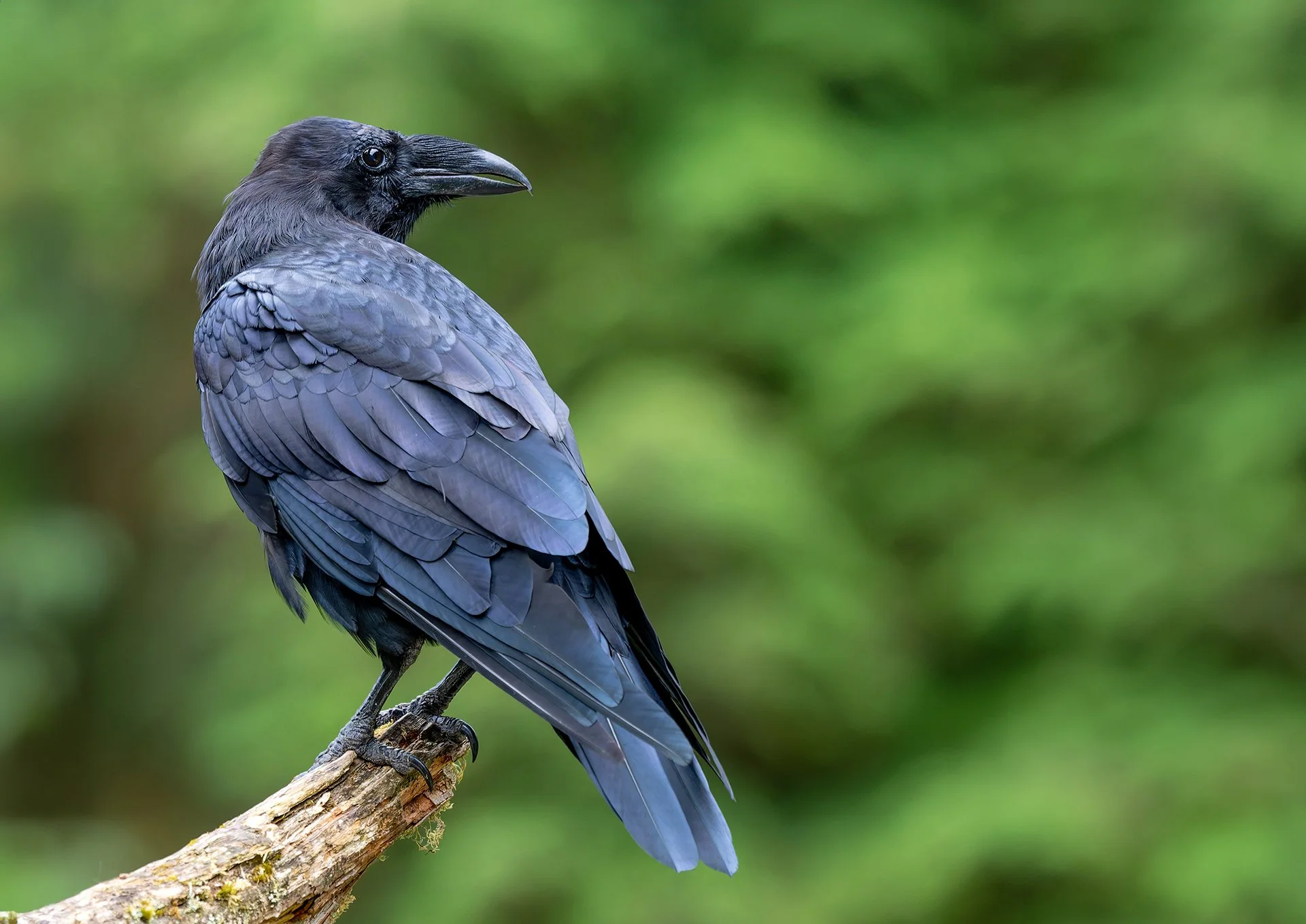 Alaska_Photo_workshop_Raven.jpg