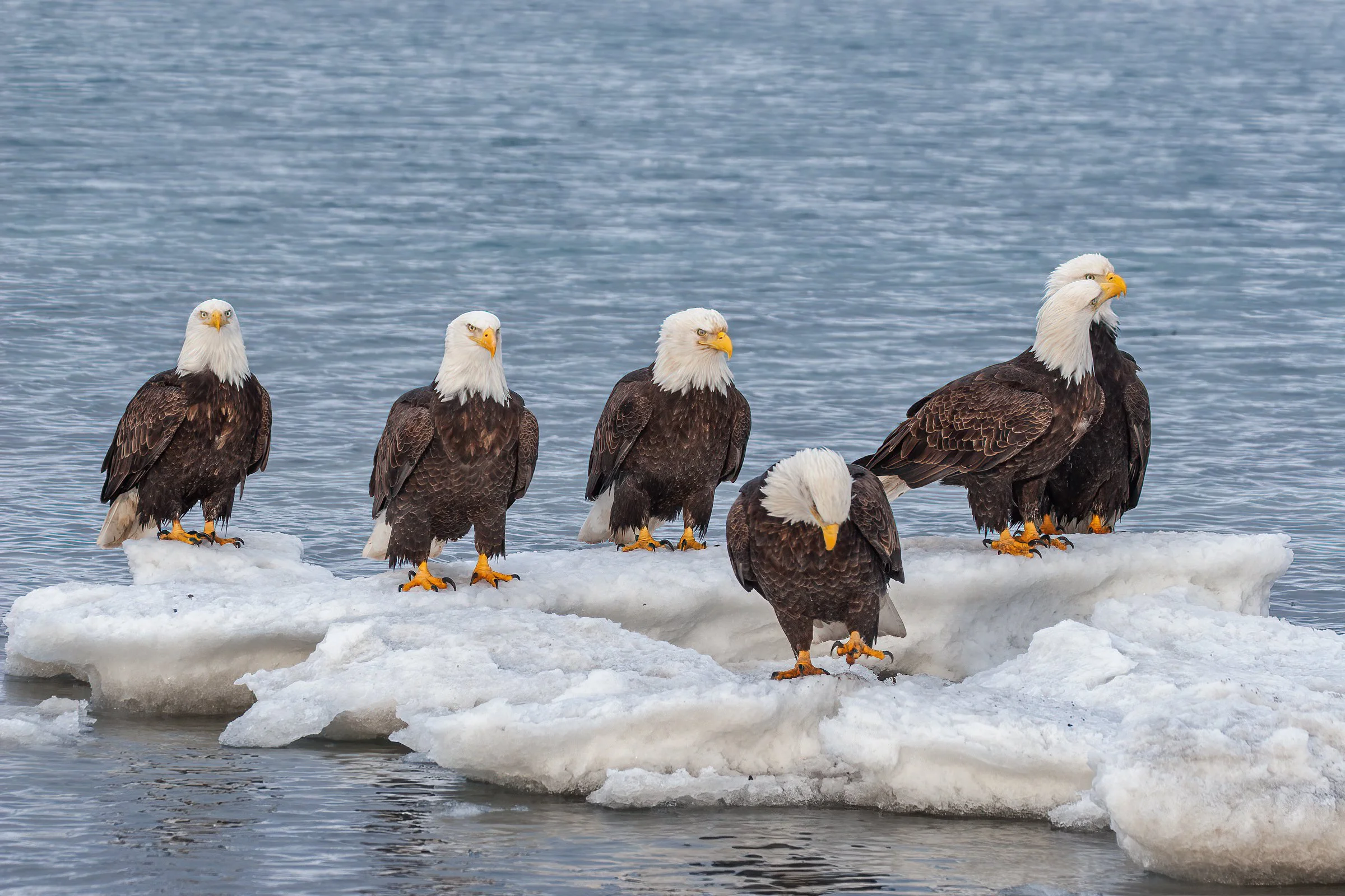 Bald_Eagle_Alaska_Photo_Tour_Workshop--10.jpg