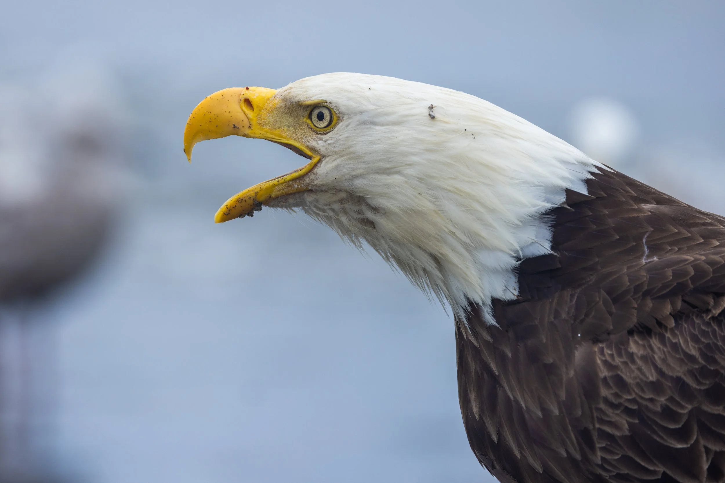 Bald_Eagle_Alaska_Photo_Tour_Workshop-3951-2.jpg