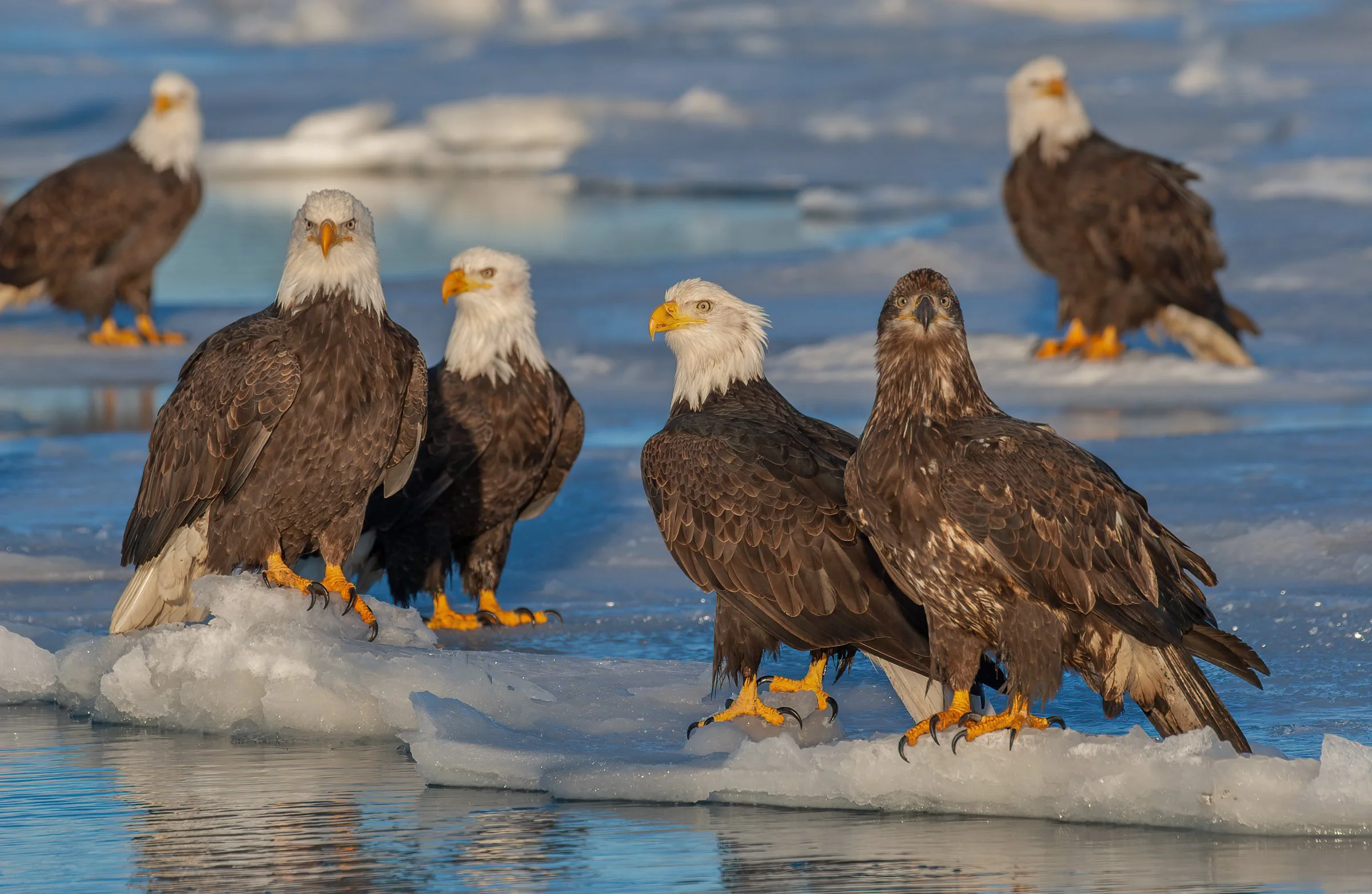 Bald_Eagle_Alaska_Photo_Tour_Workshop--6.jpg