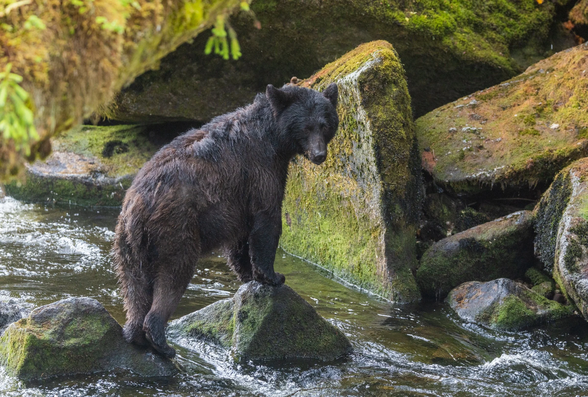 Black_Bears_Alaska_Photo_Tour_Workshop-0782-2.jpg