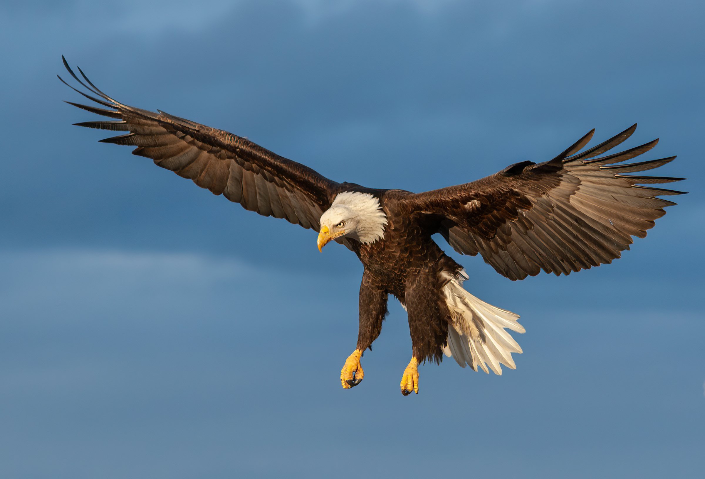 Bald_Eagle_Alaska_Photo_Tour_Workshop--5-2.jpg