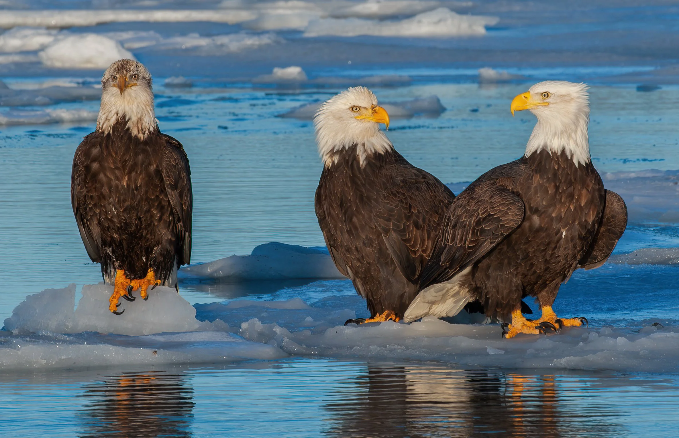 Bald_Eagle_Alaska_Photo_Tour_Workshop--8.jpg