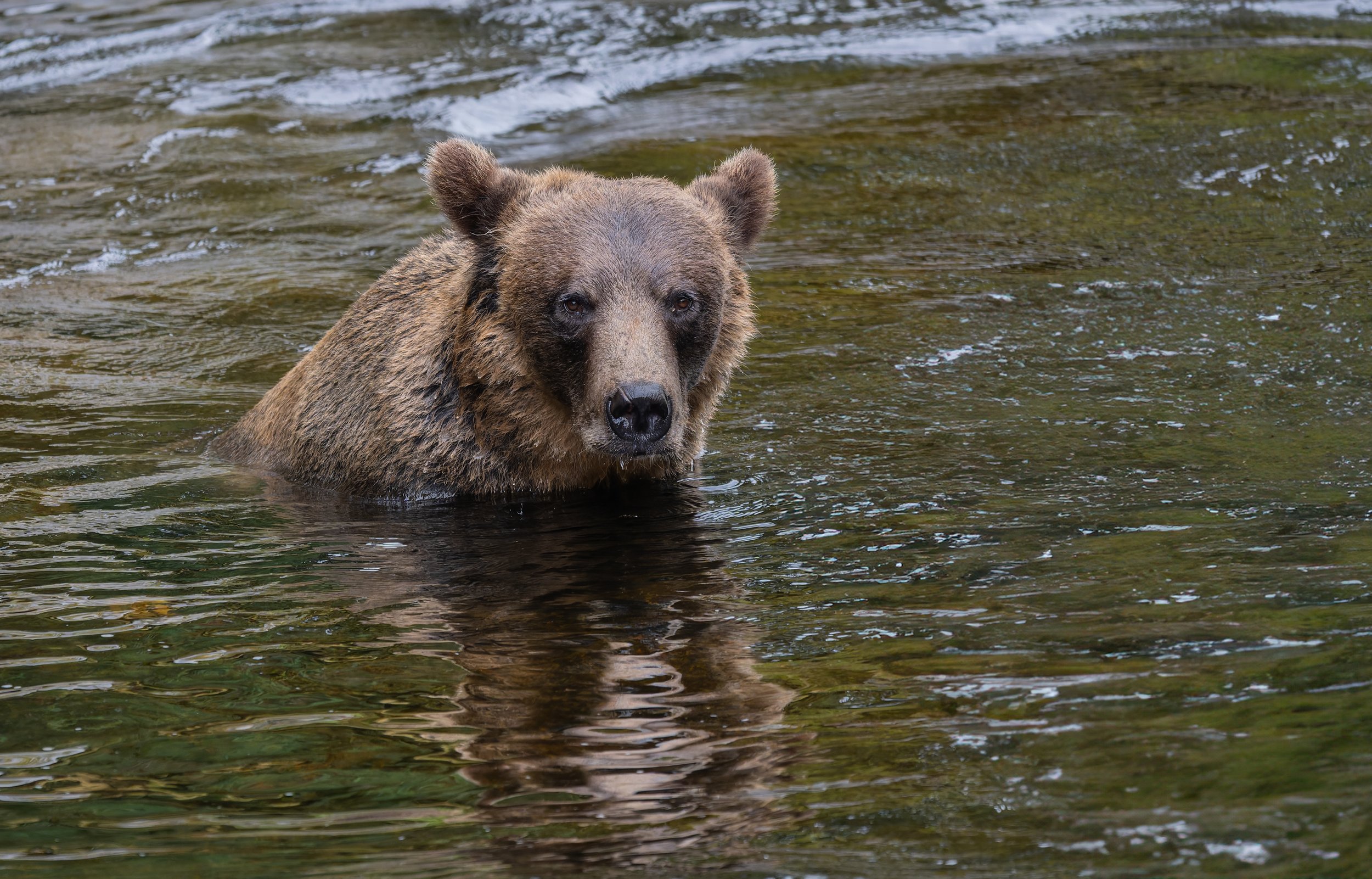 Alaska_Brown_Bear_Photo_Workshop.jpg