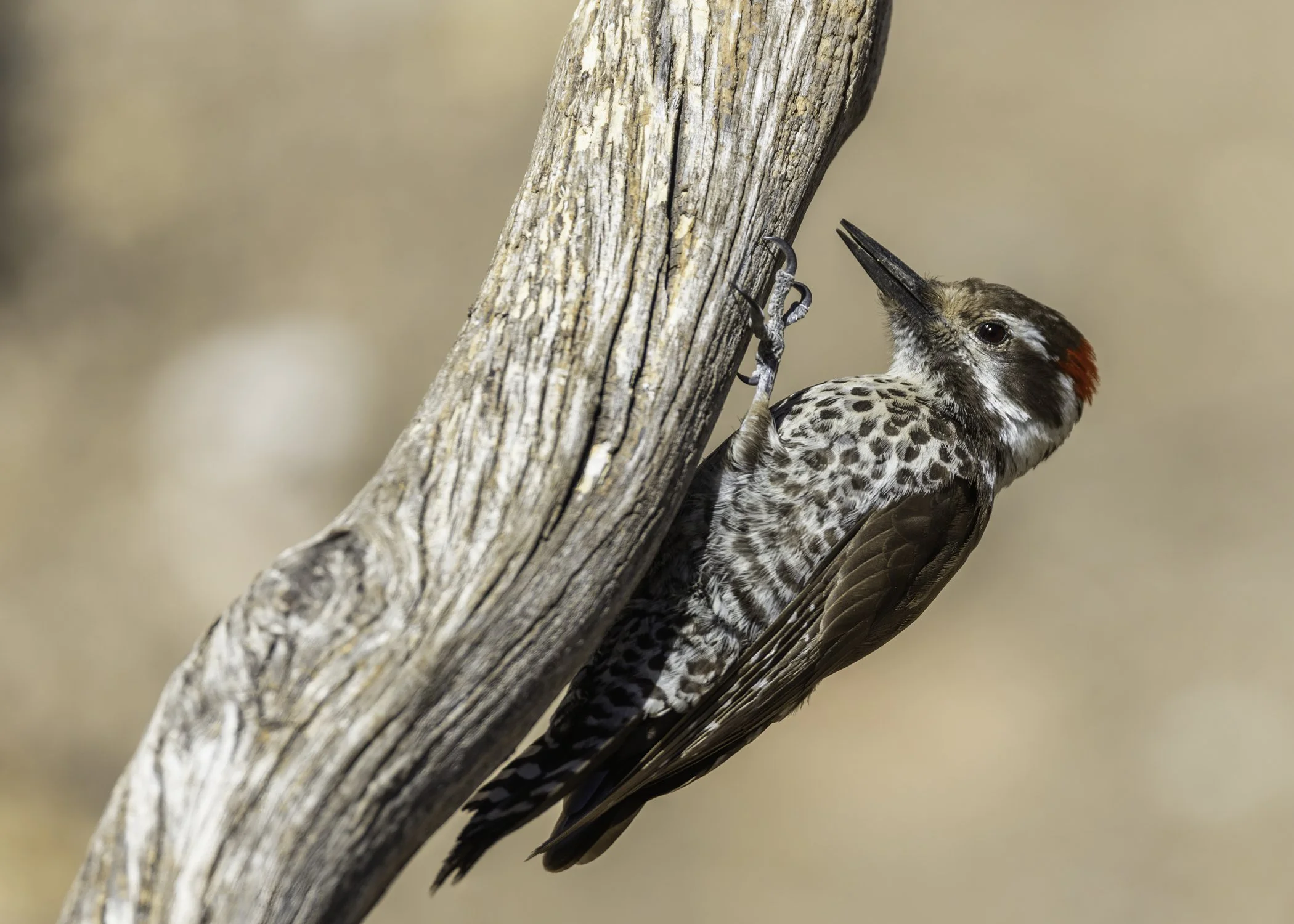 Arizona_Photo_Tour_Workshop_AZWoodpecker.jpg