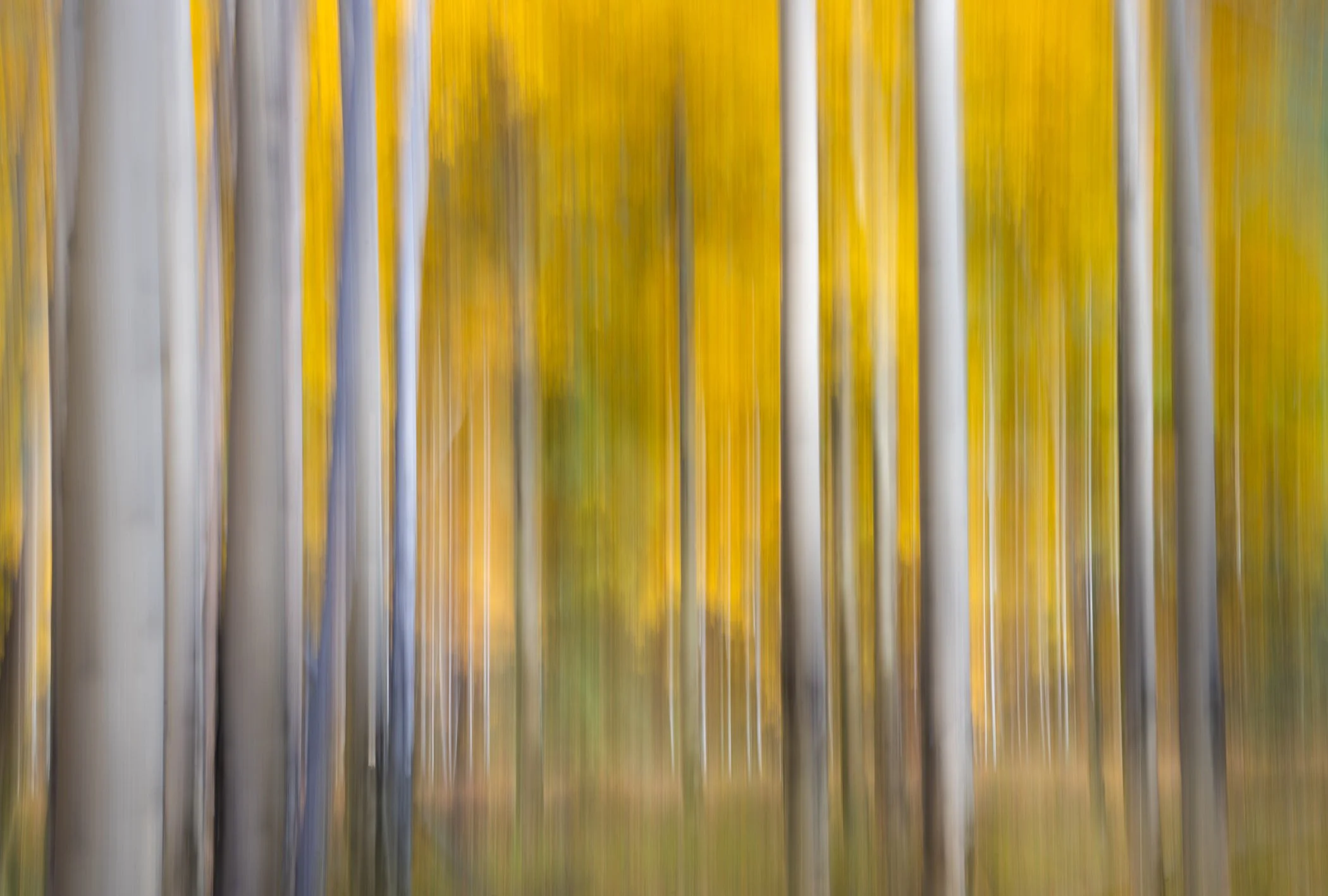 CanadianRockies_Aspens_ICM_web.jpg